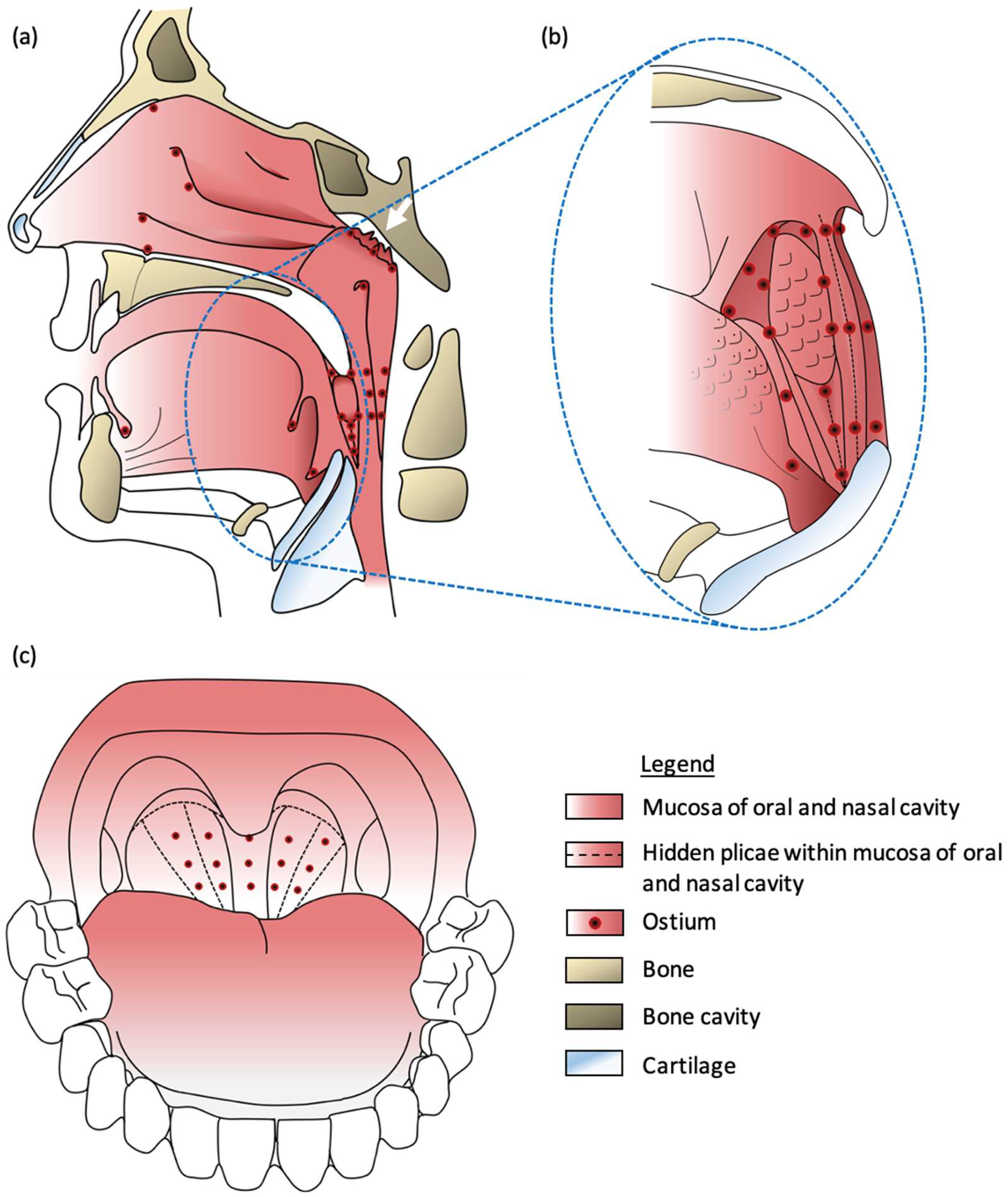 Viruses 17 00210 g001