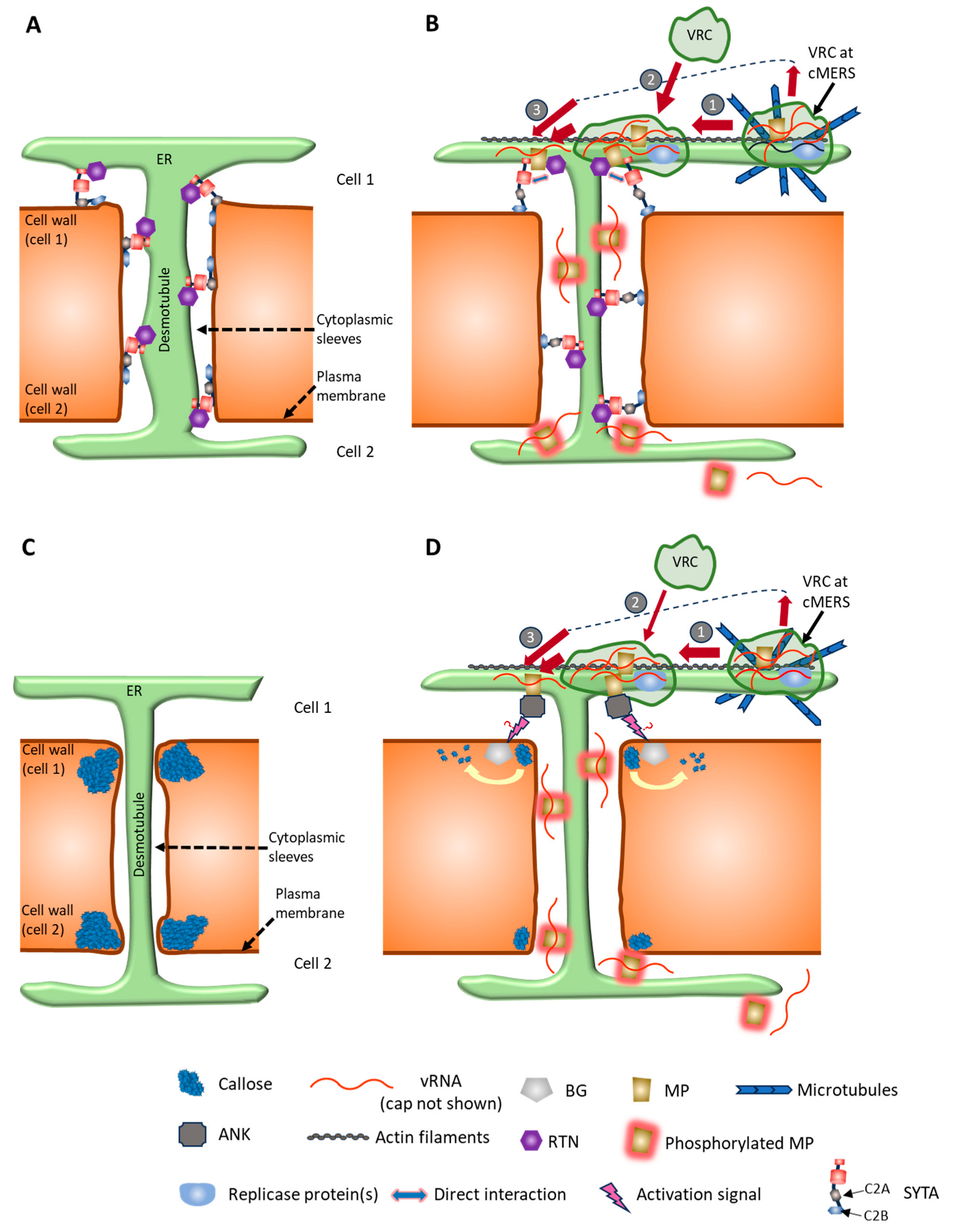 Viruses 17 00214 g003 Viruses 17 00214 g003