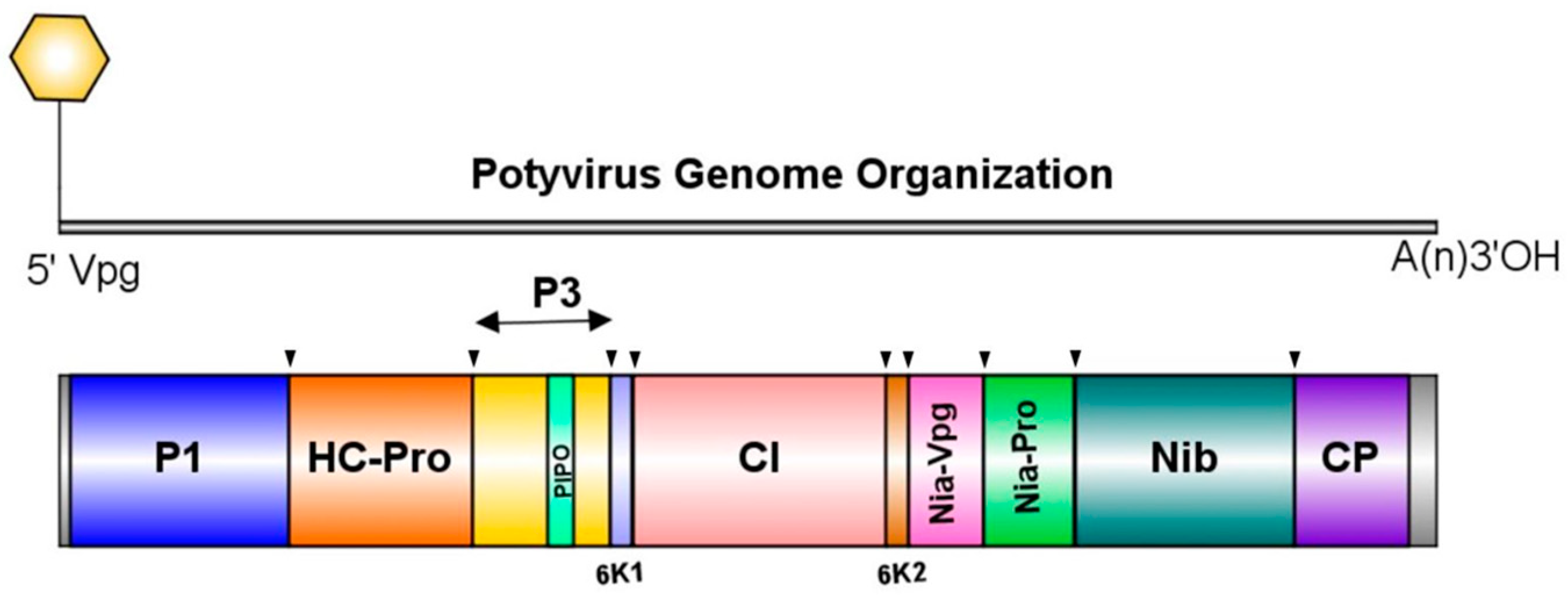 Viruses 17 00233 g001