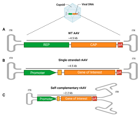 Adeno-Associated Virus Vectors: Principles, Practices, and