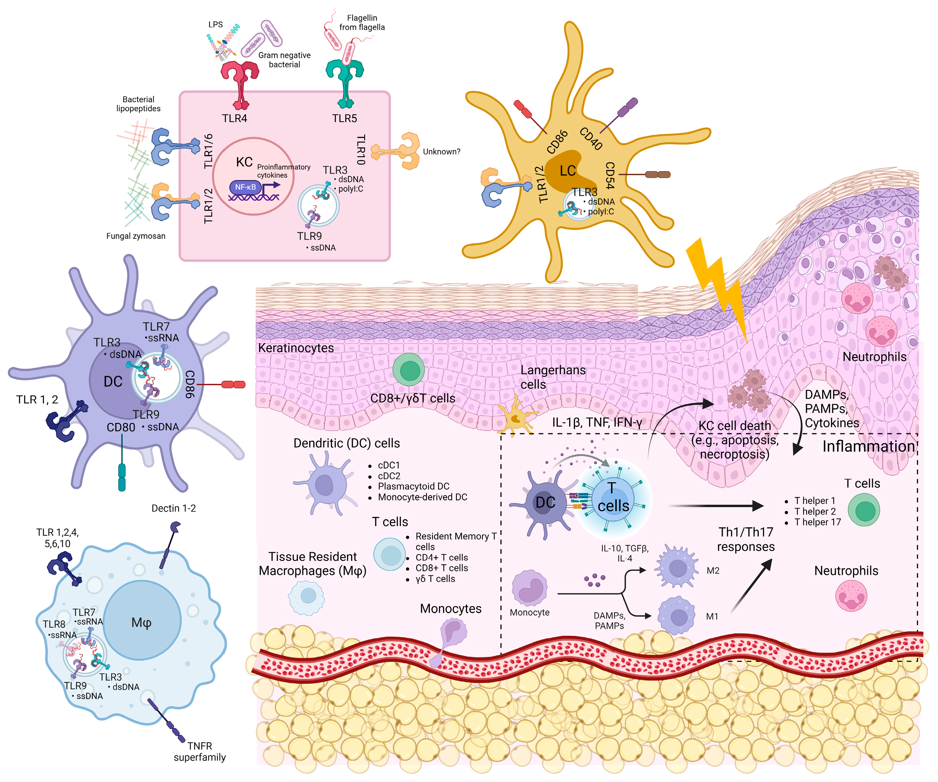 Viruses 17 00241 g001 Viruses 17 00241 g001
