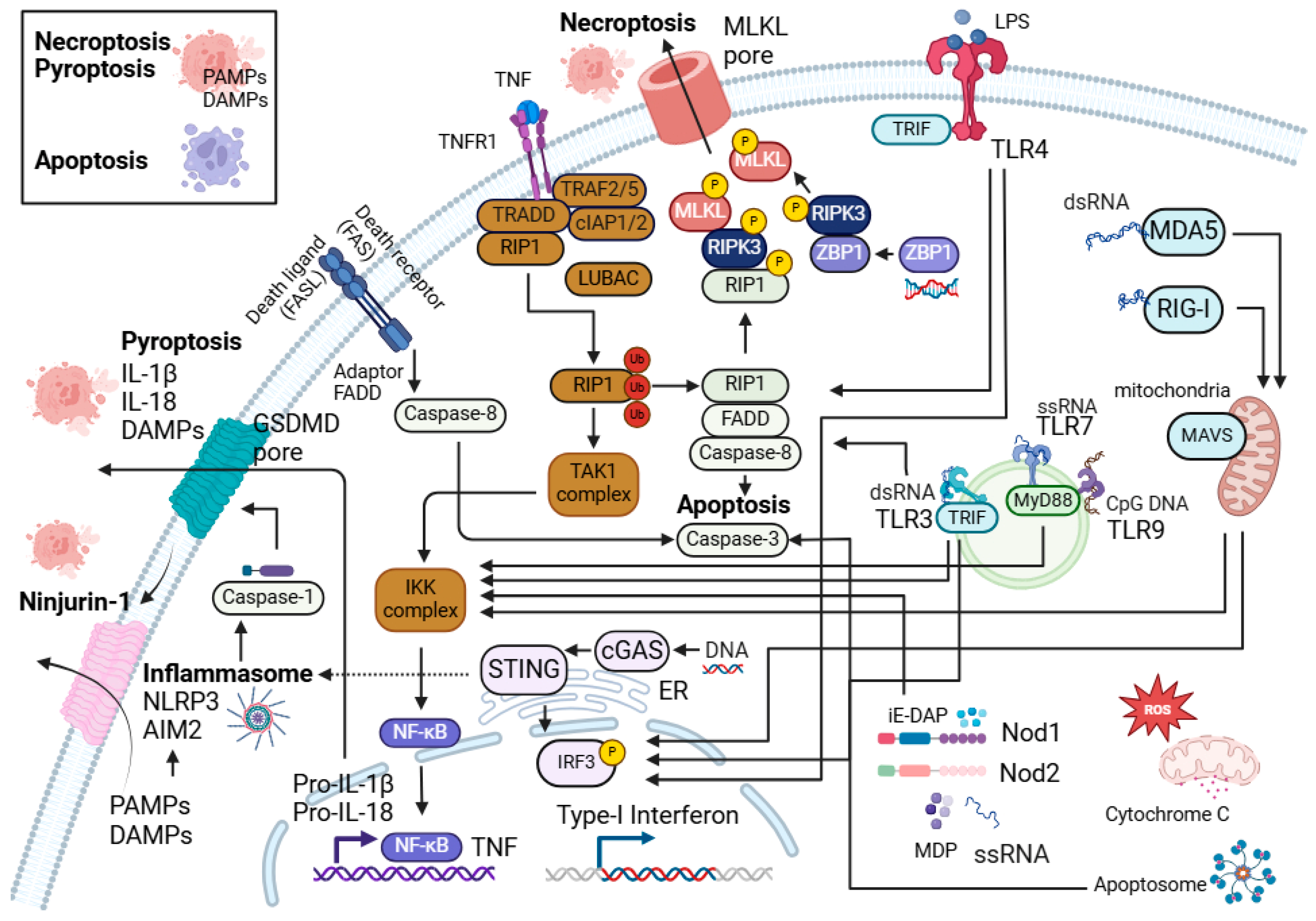 Viruses 17 00241 g002 Viruses 17 00241 g002