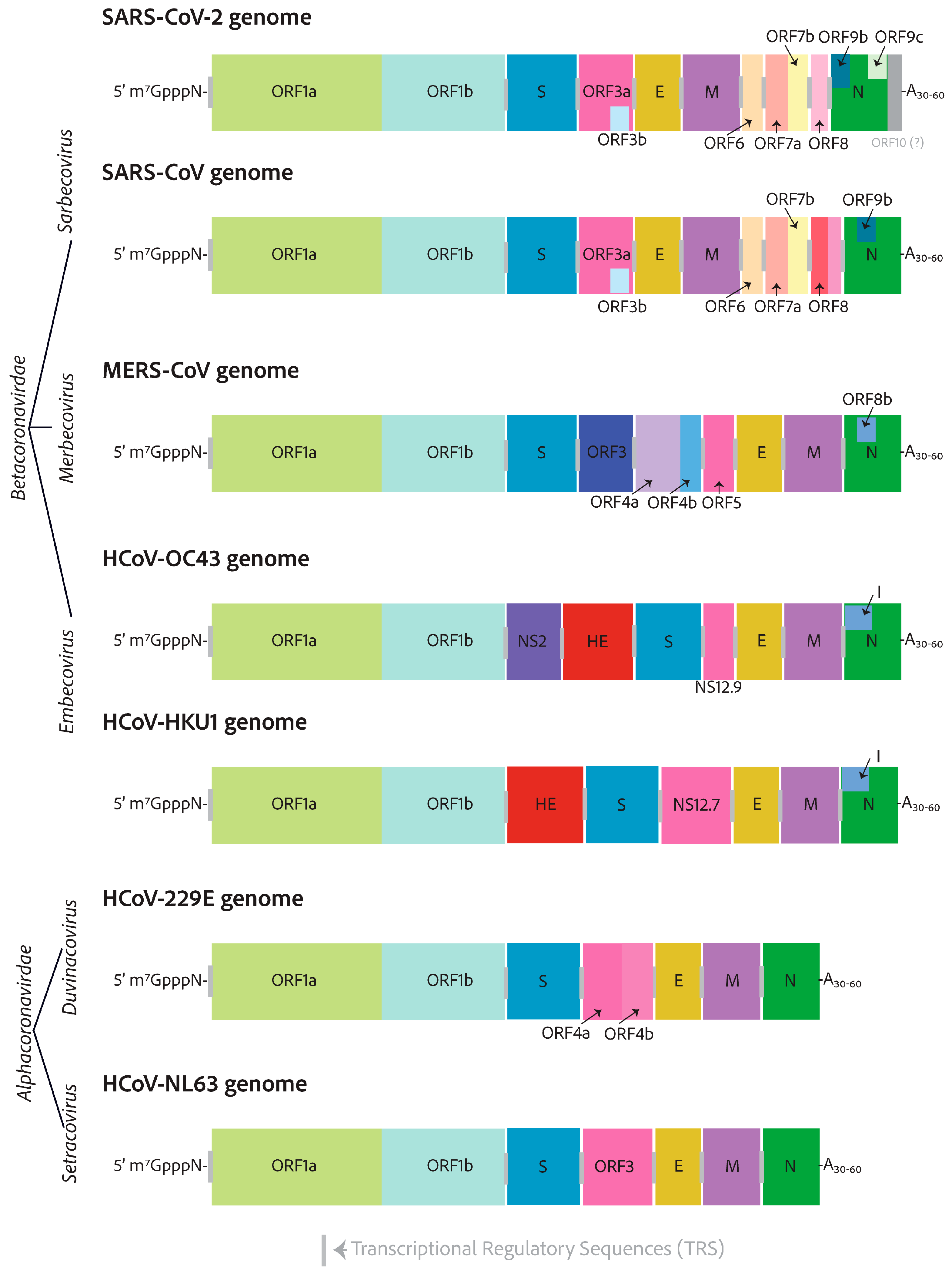 Viruses 17 00256 g002