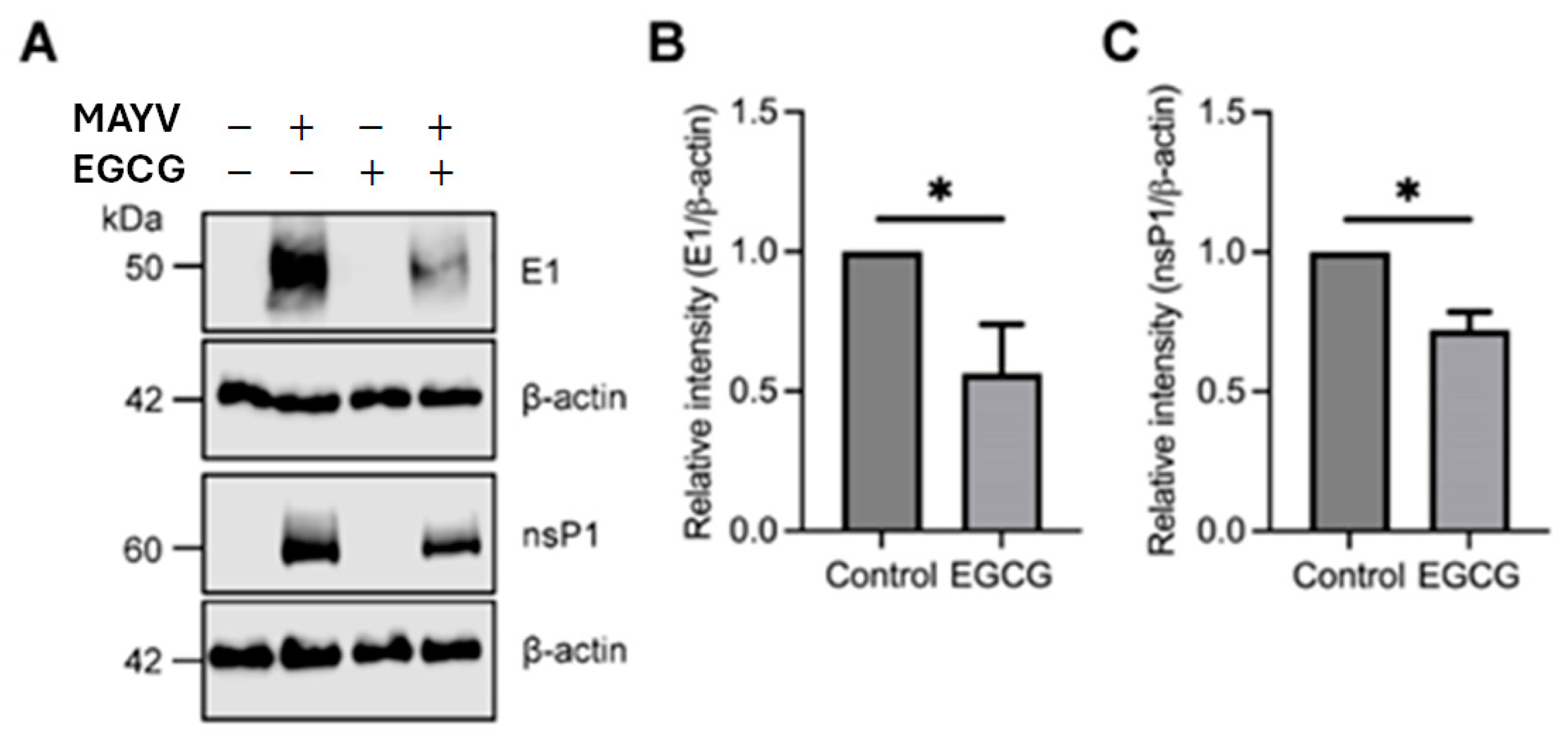 Viruses 17 00258 g005