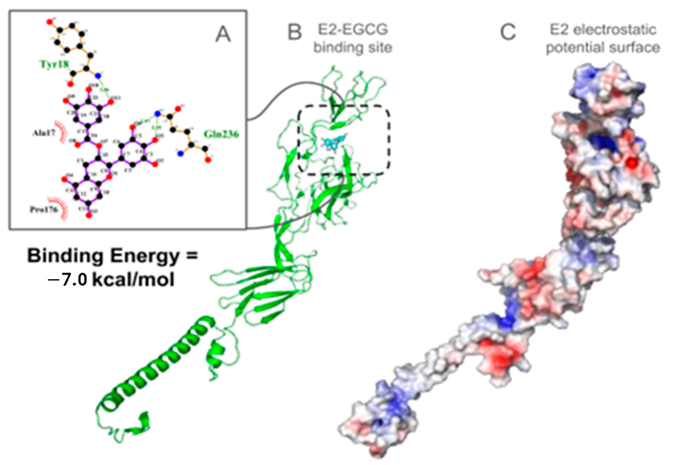 Viruses 17 00258 g007
