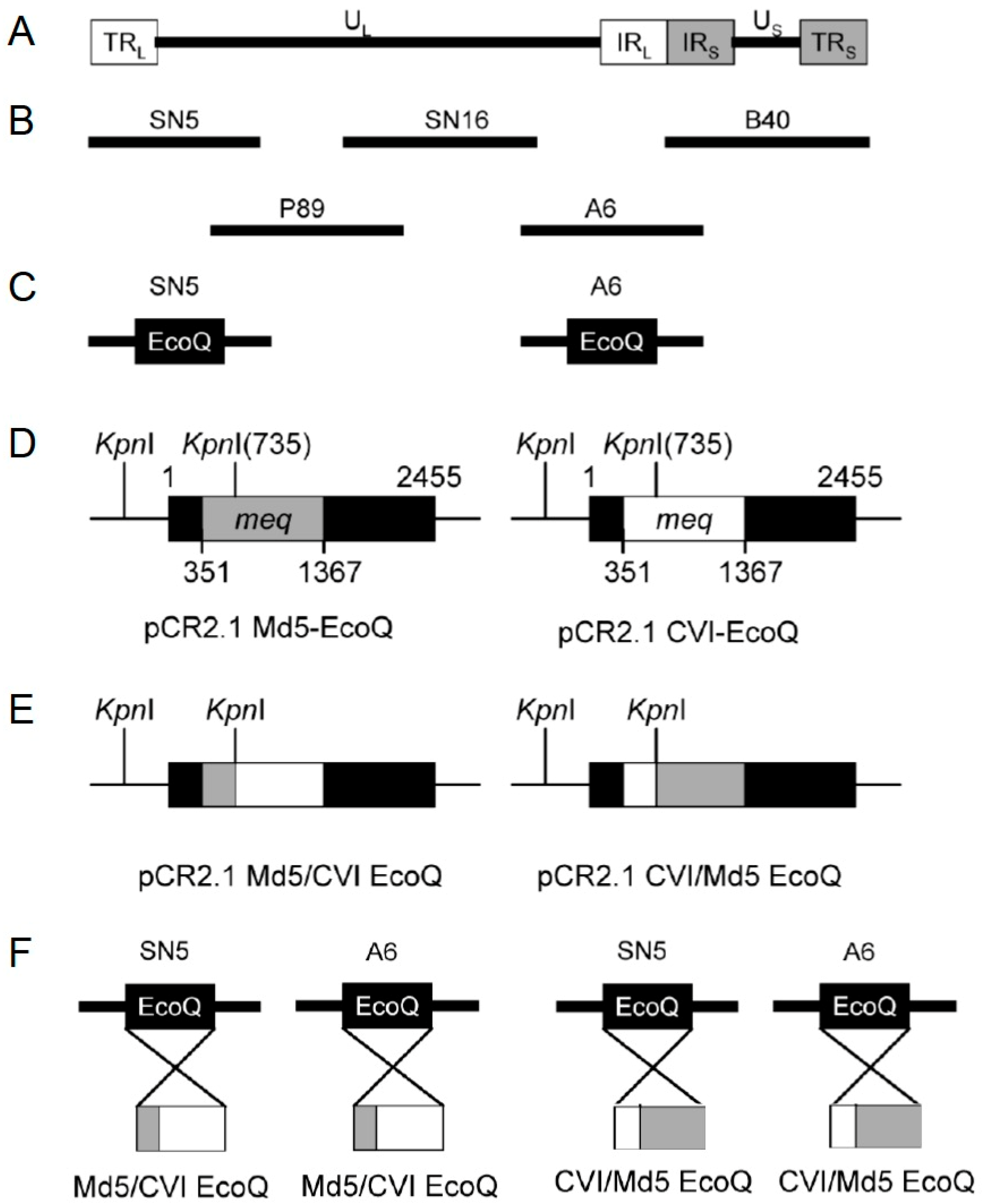 Viruses 17 00259 g002