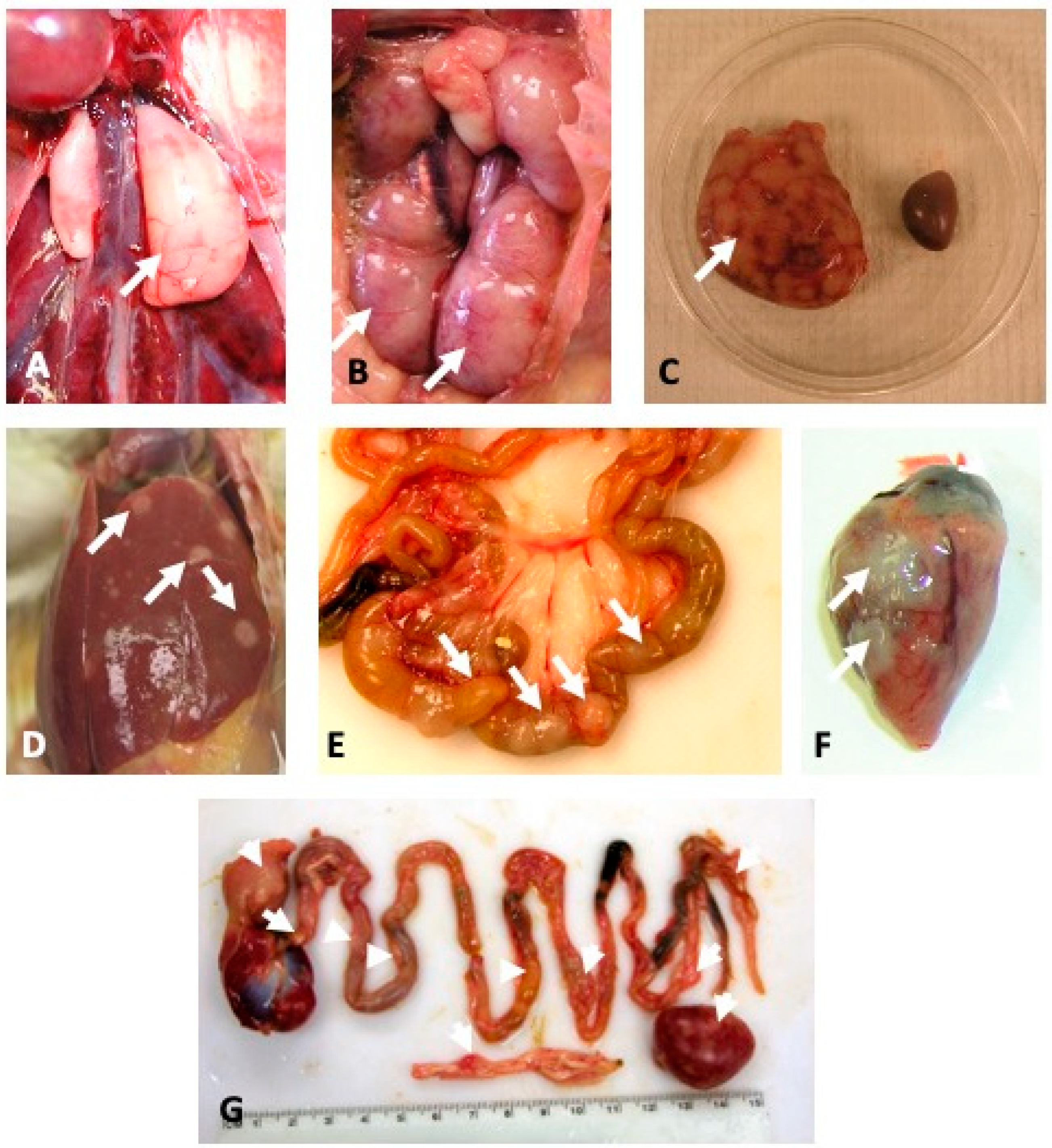 Viruses 17 00259 g006