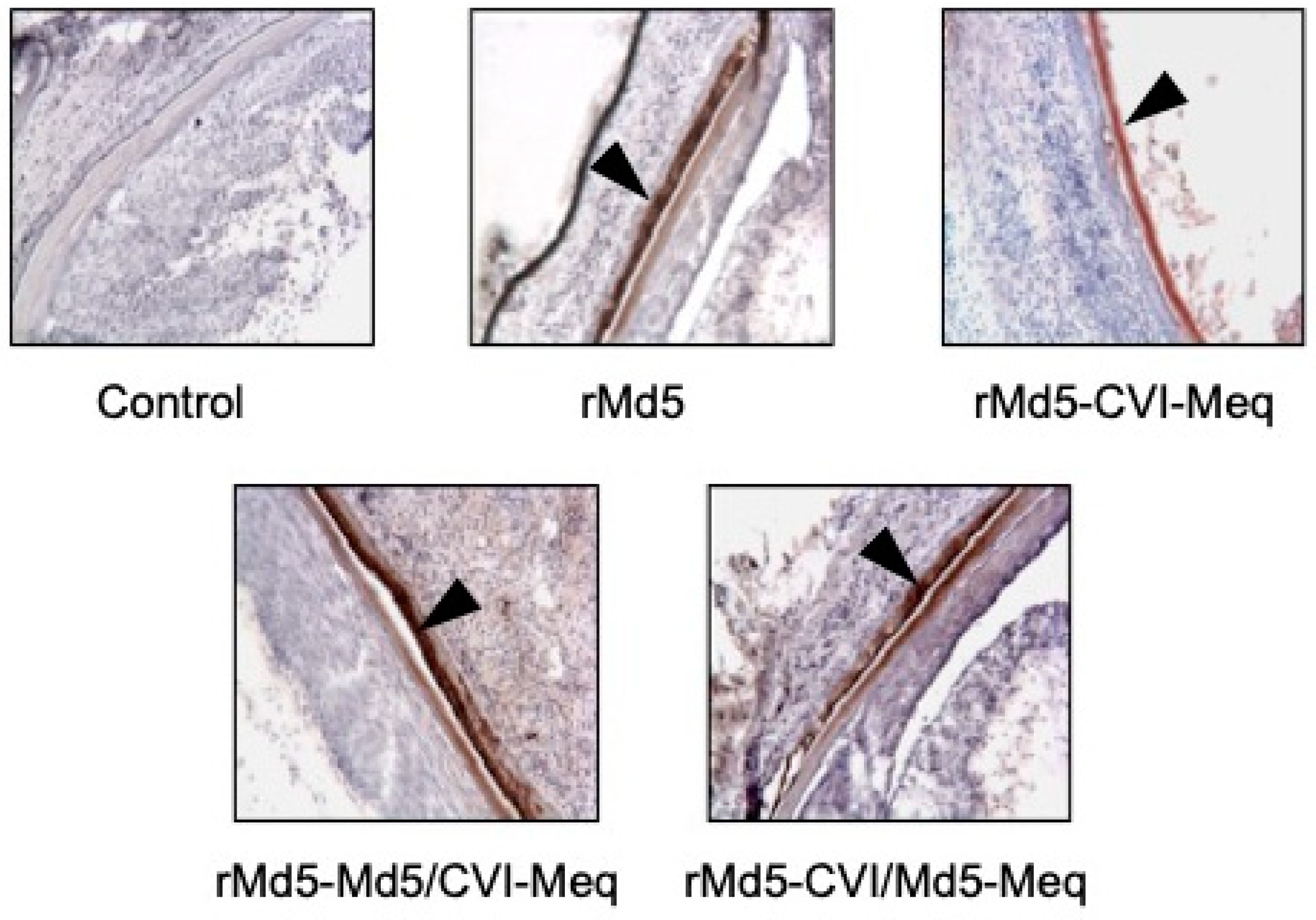 Viruses 17 00259 g007