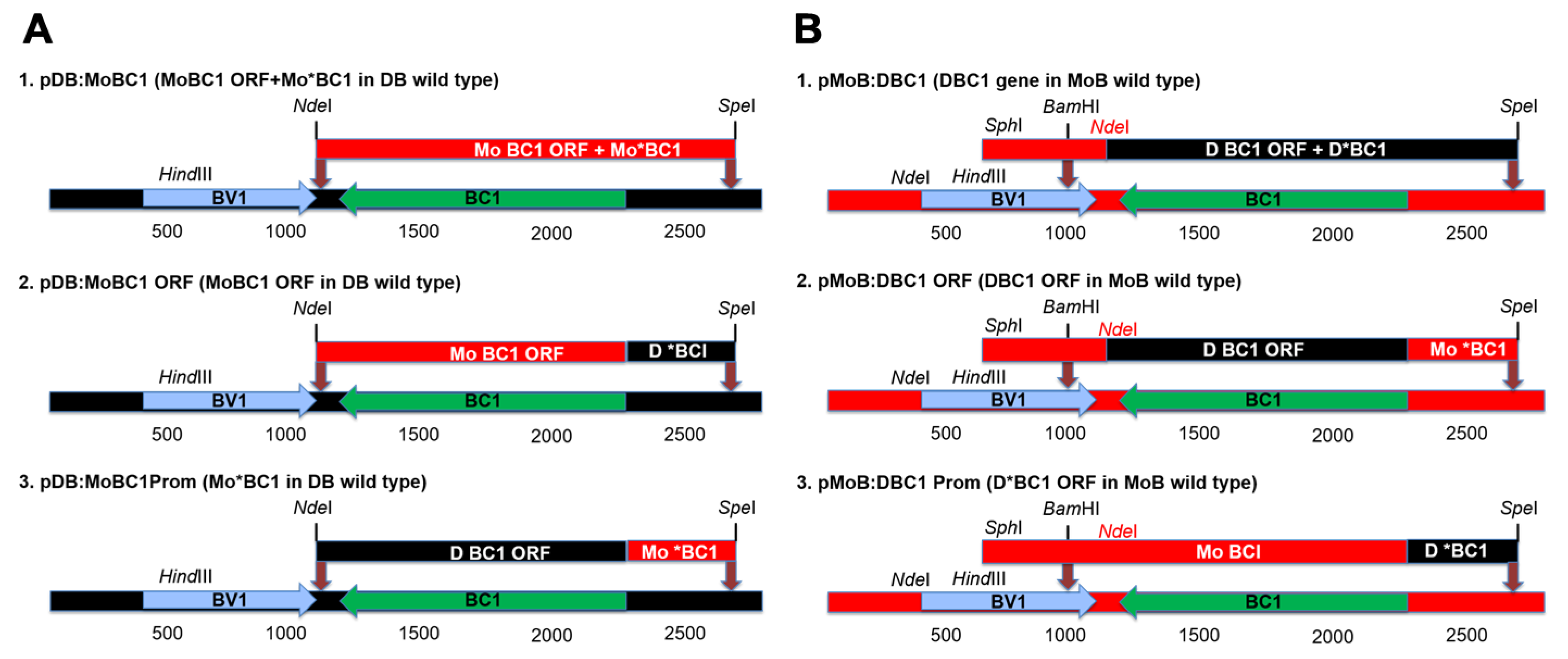 Viruses 17 00268 g001 Viruses 17 00268 g001
