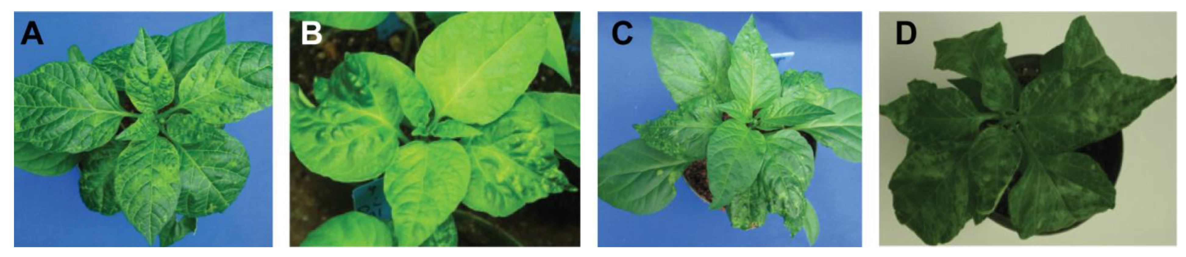 Viruses 17 00268 g002 Viruses 17 00268 g002