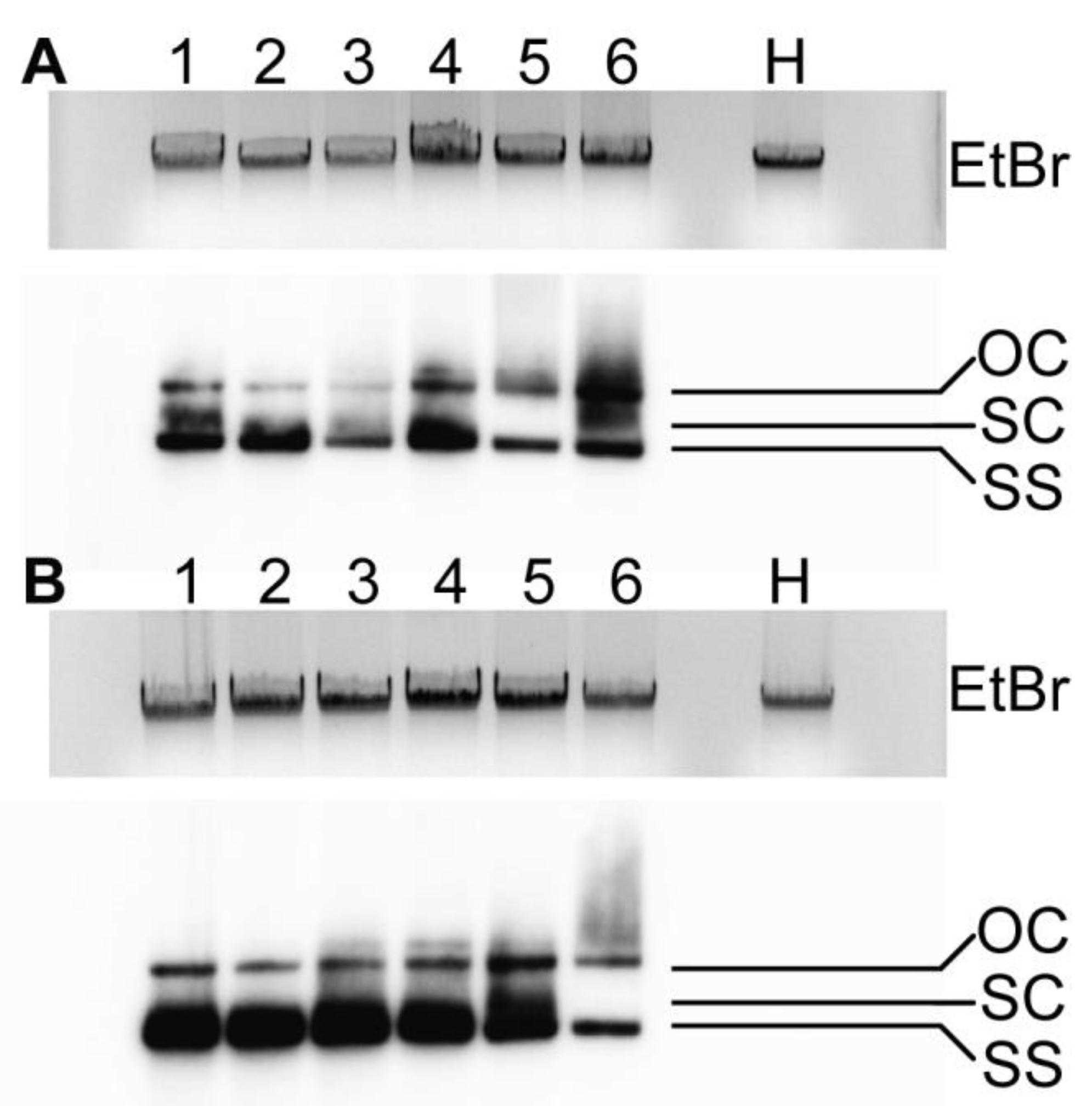 Viruses 17 00268 g003 Viruses 17 00268 g003