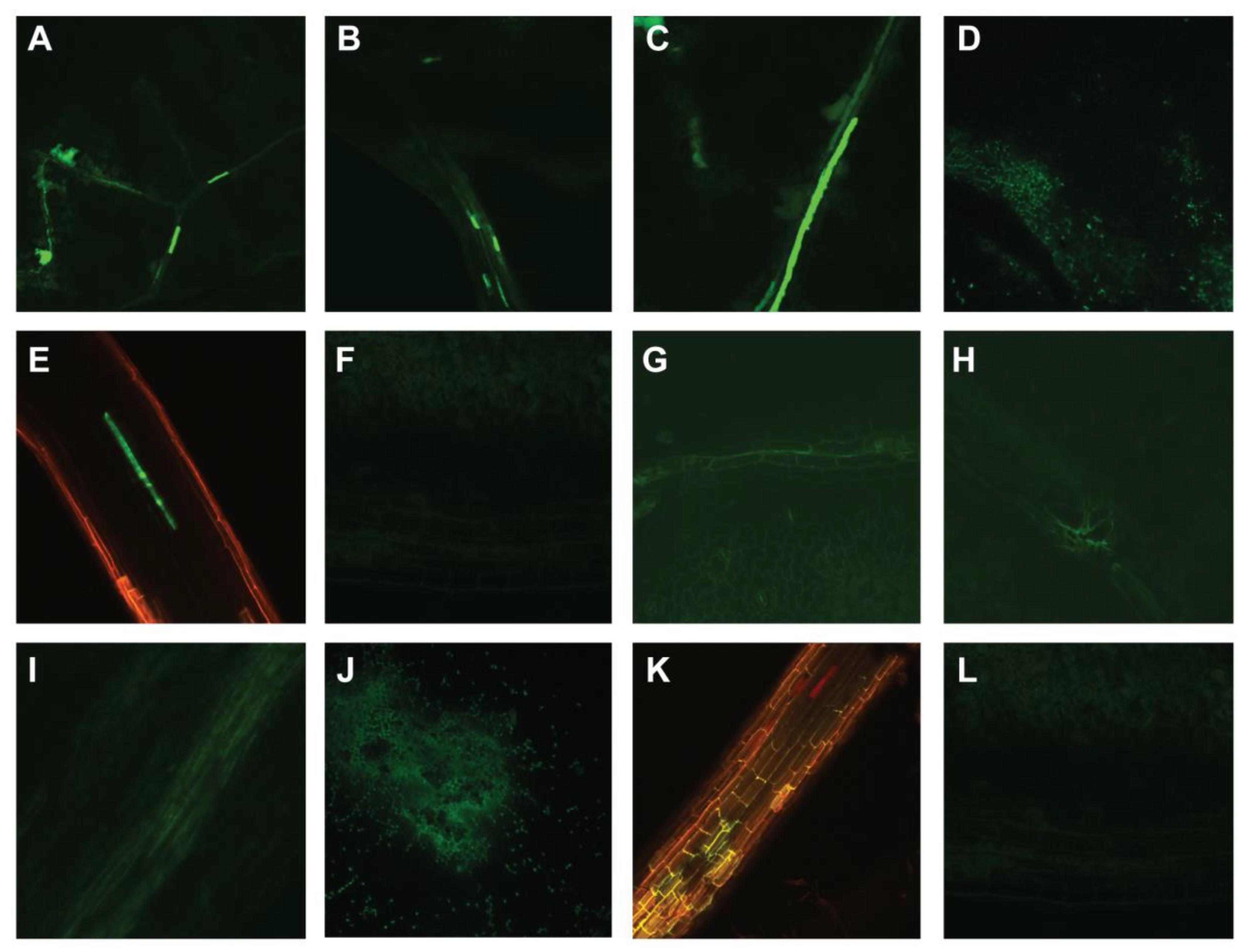 Viruses 17 00268 g004 Viruses 17 00268 g004