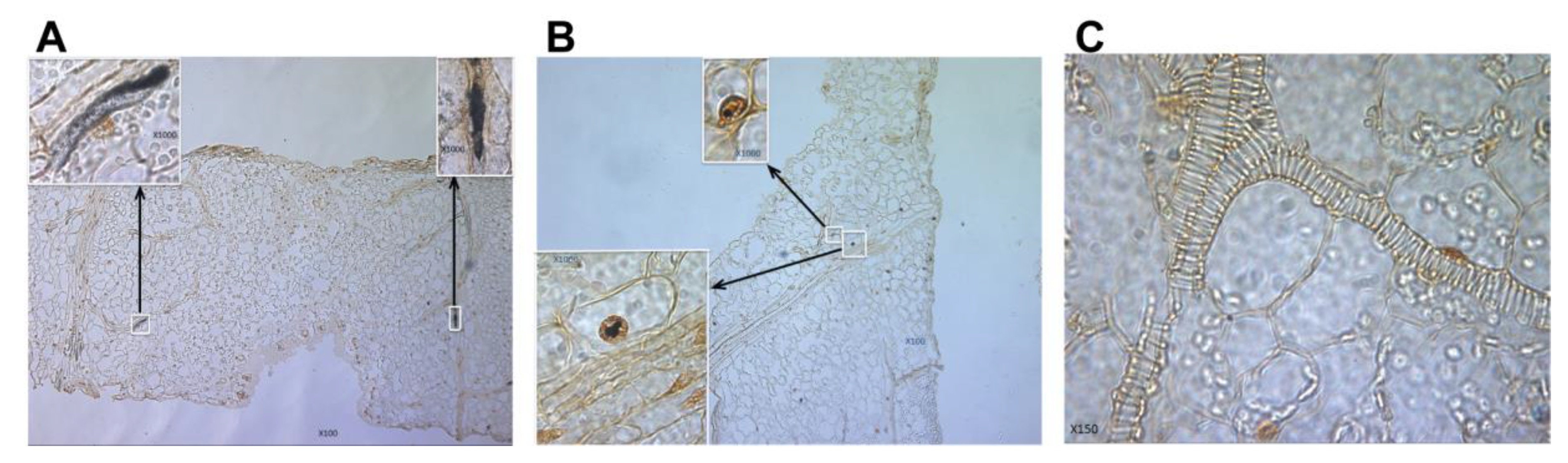 Viruses 17 00268 g005 Viruses 17 00268 g005