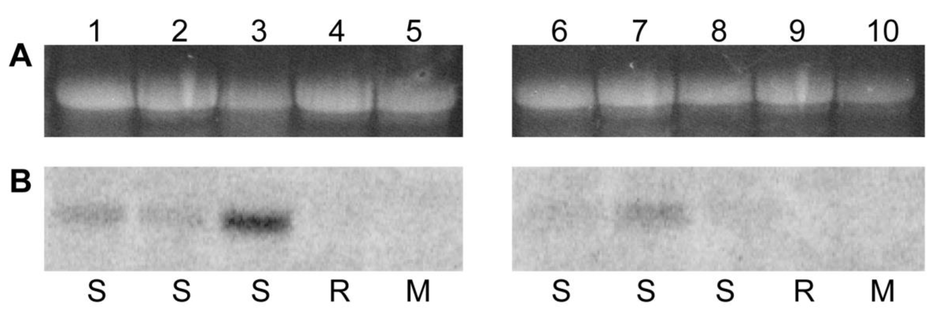 Viruses 17 00268 g006 Viruses 17 00268 g006