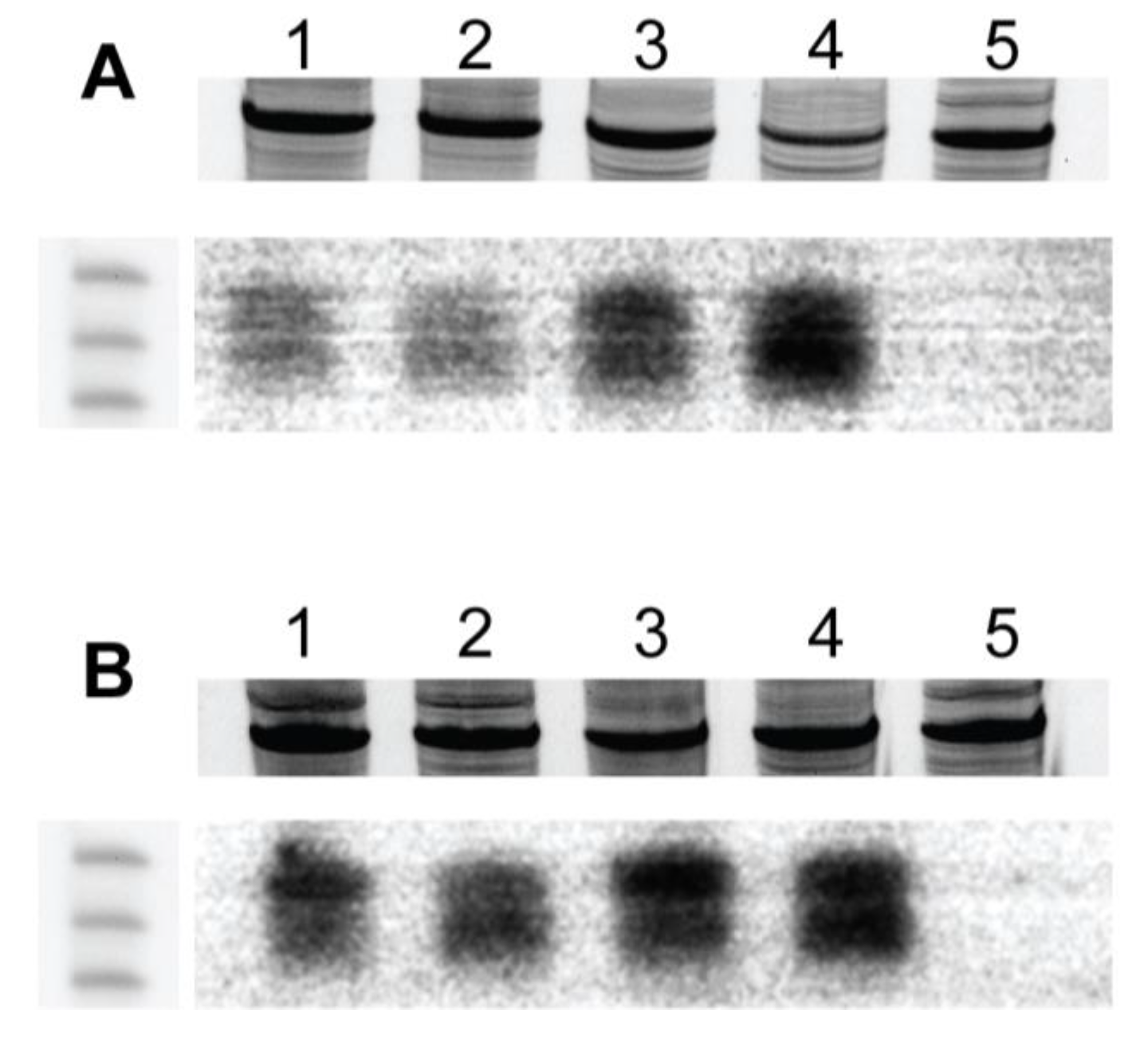 Viruses 17 00268 g007 Viruses 17 00268 g007