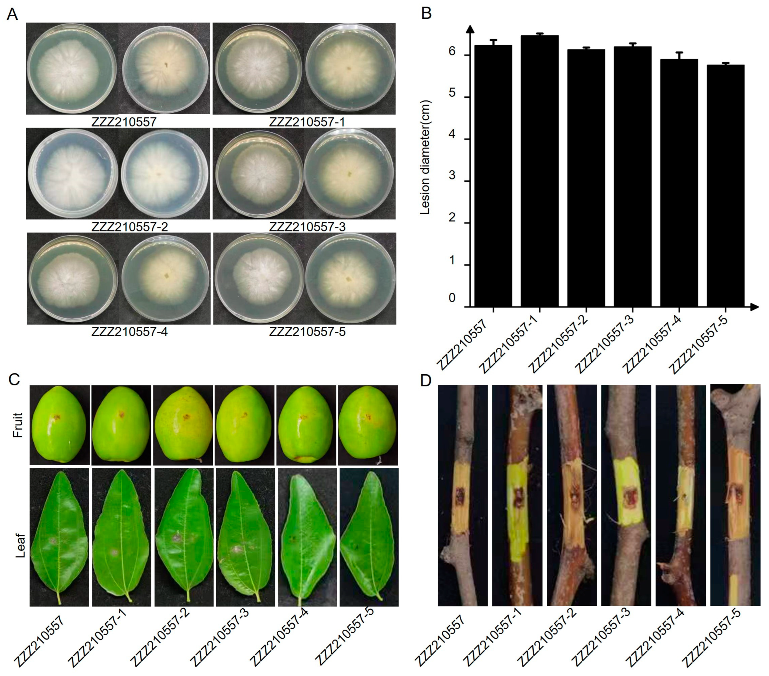 Viruses 17 00275 g005
