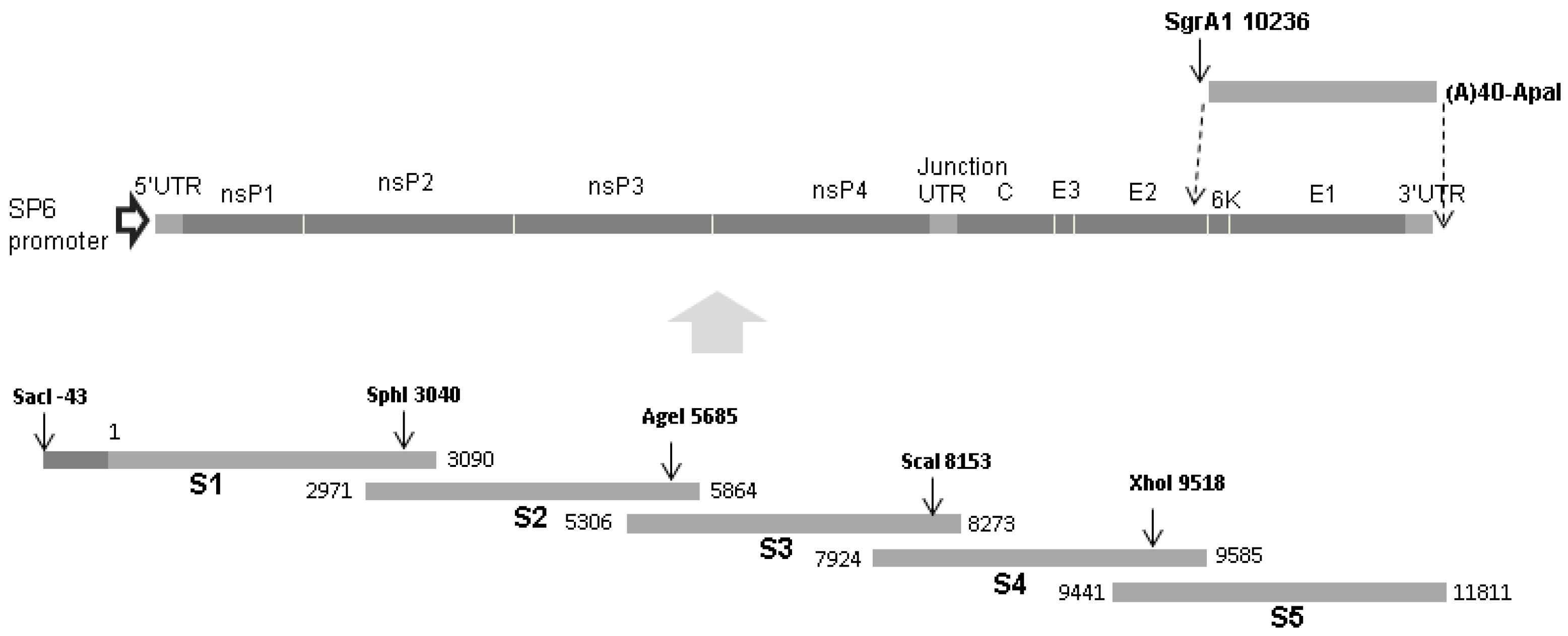 Viruses 17 00281 g001