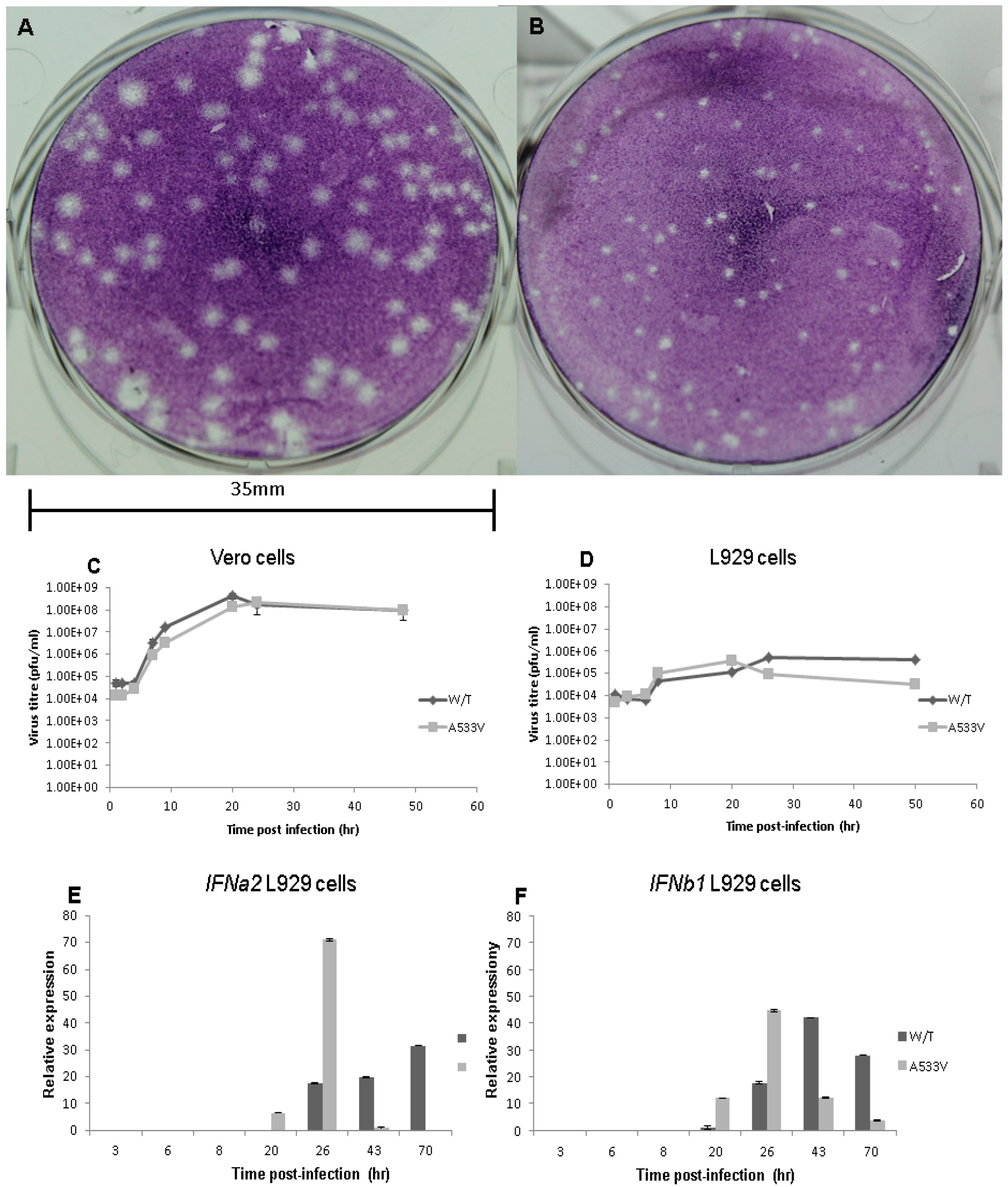 Viruses 17 00281 g002