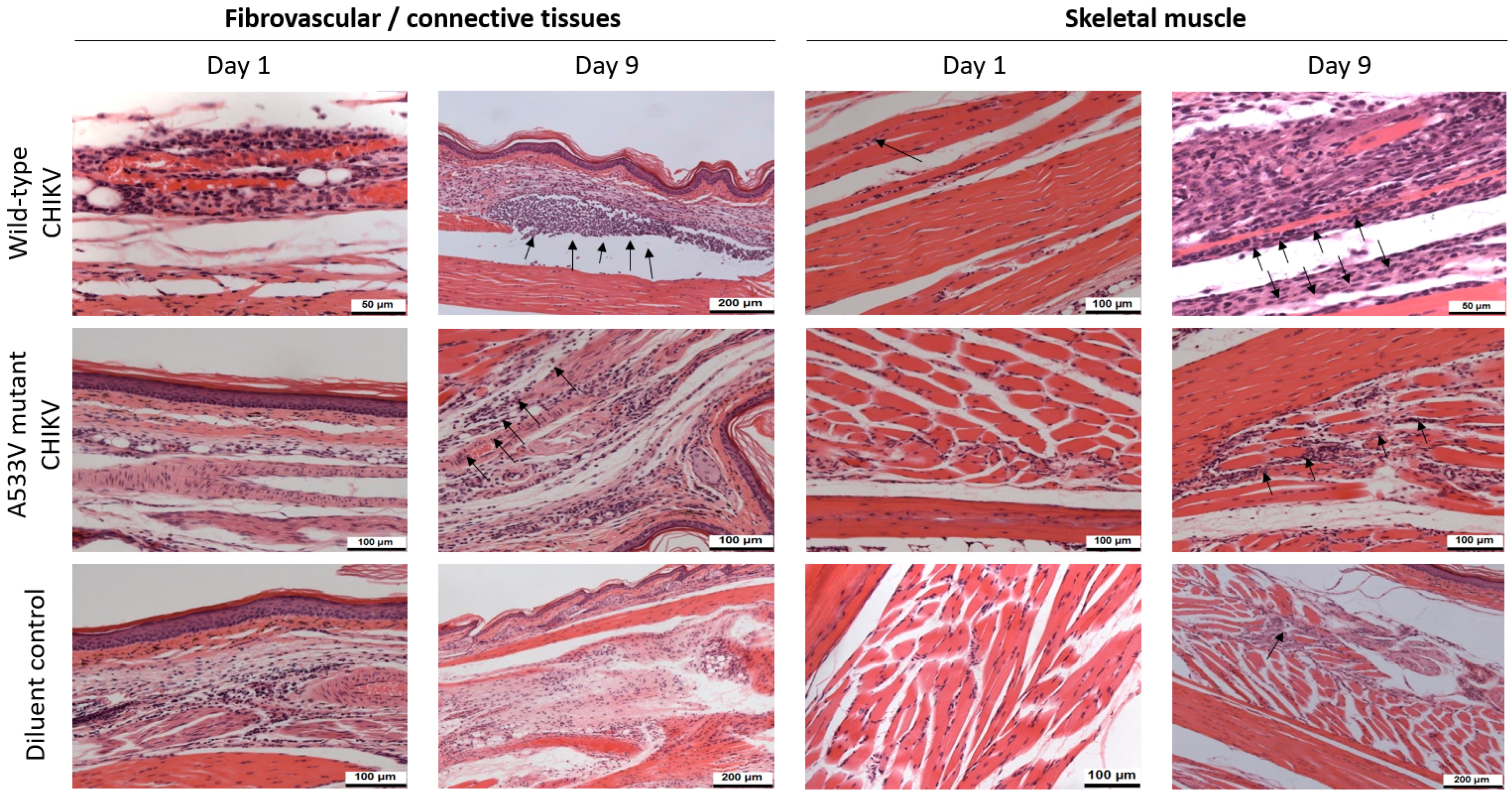 Viruses 17 00281 g005