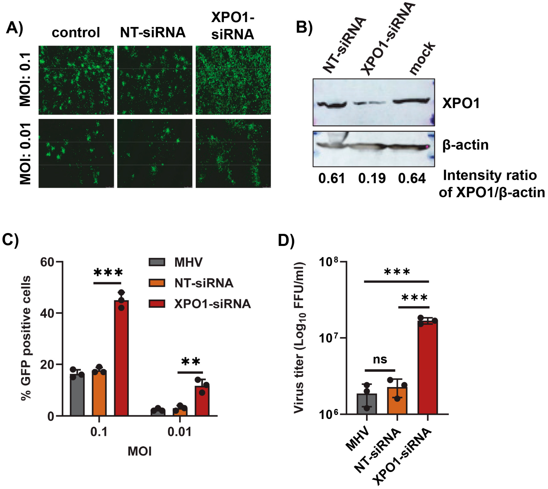 Viruses 17 00284 g005