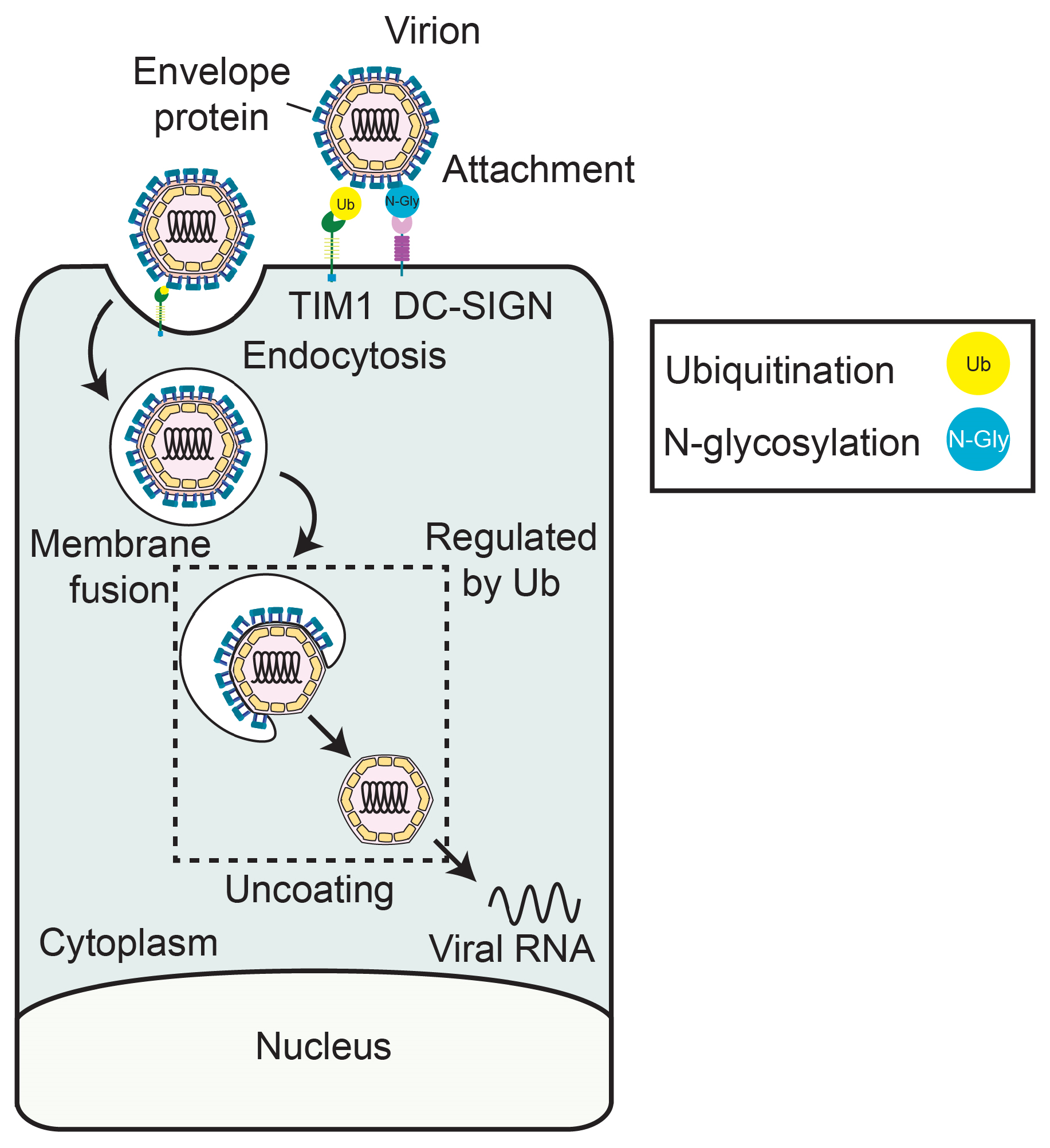 Viruses 17 00287 g001