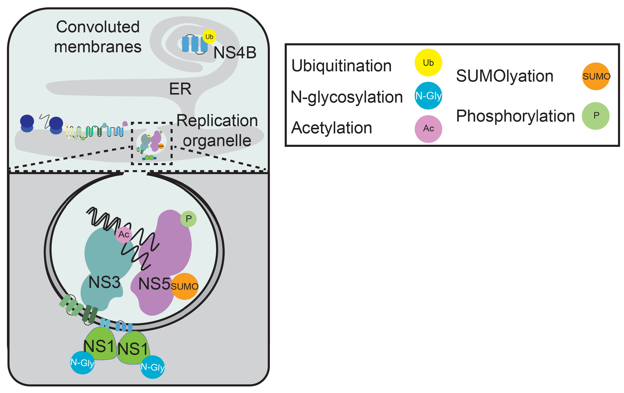 Viruses 17 00287 g002