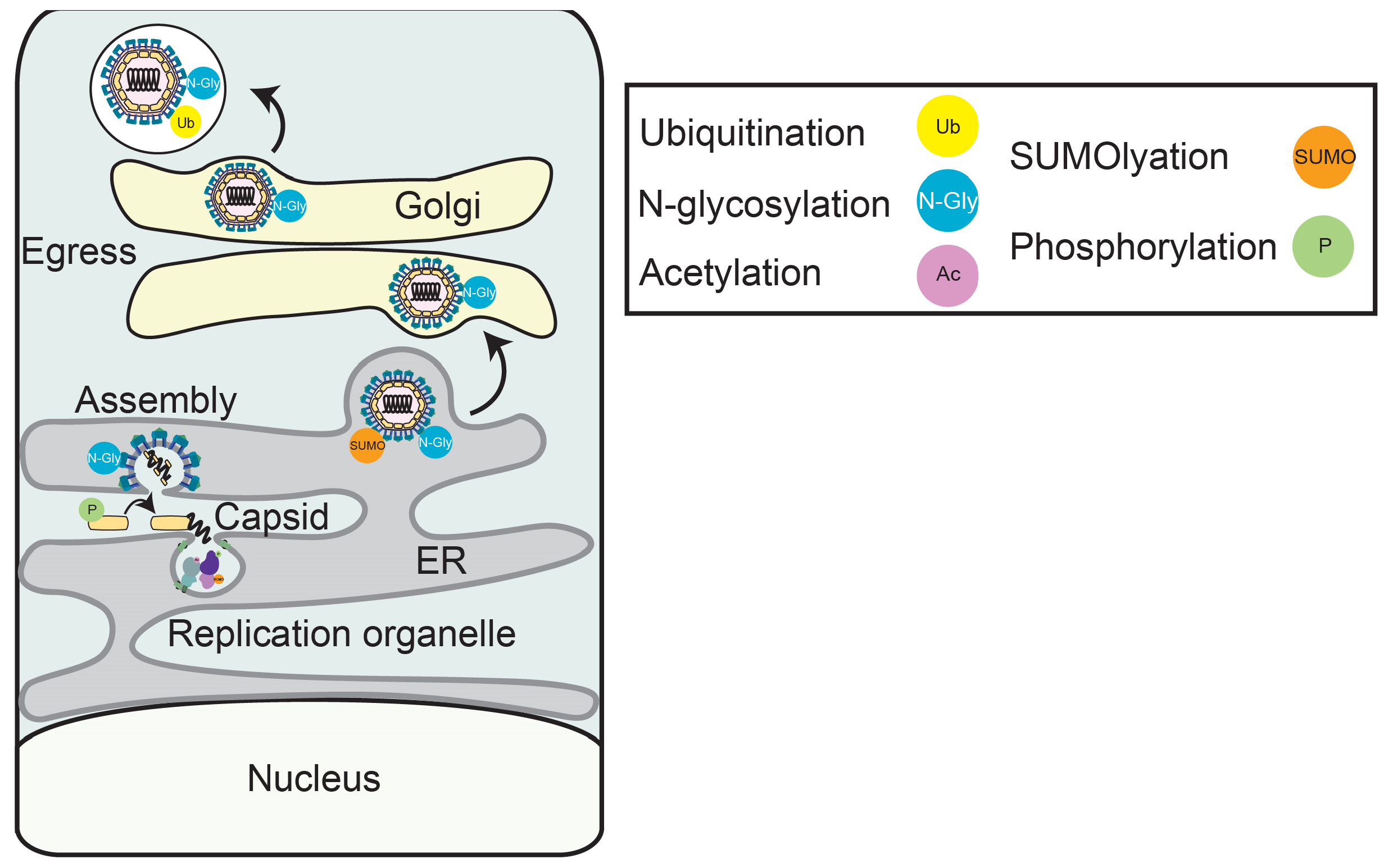 Viruses 17 00287 g003