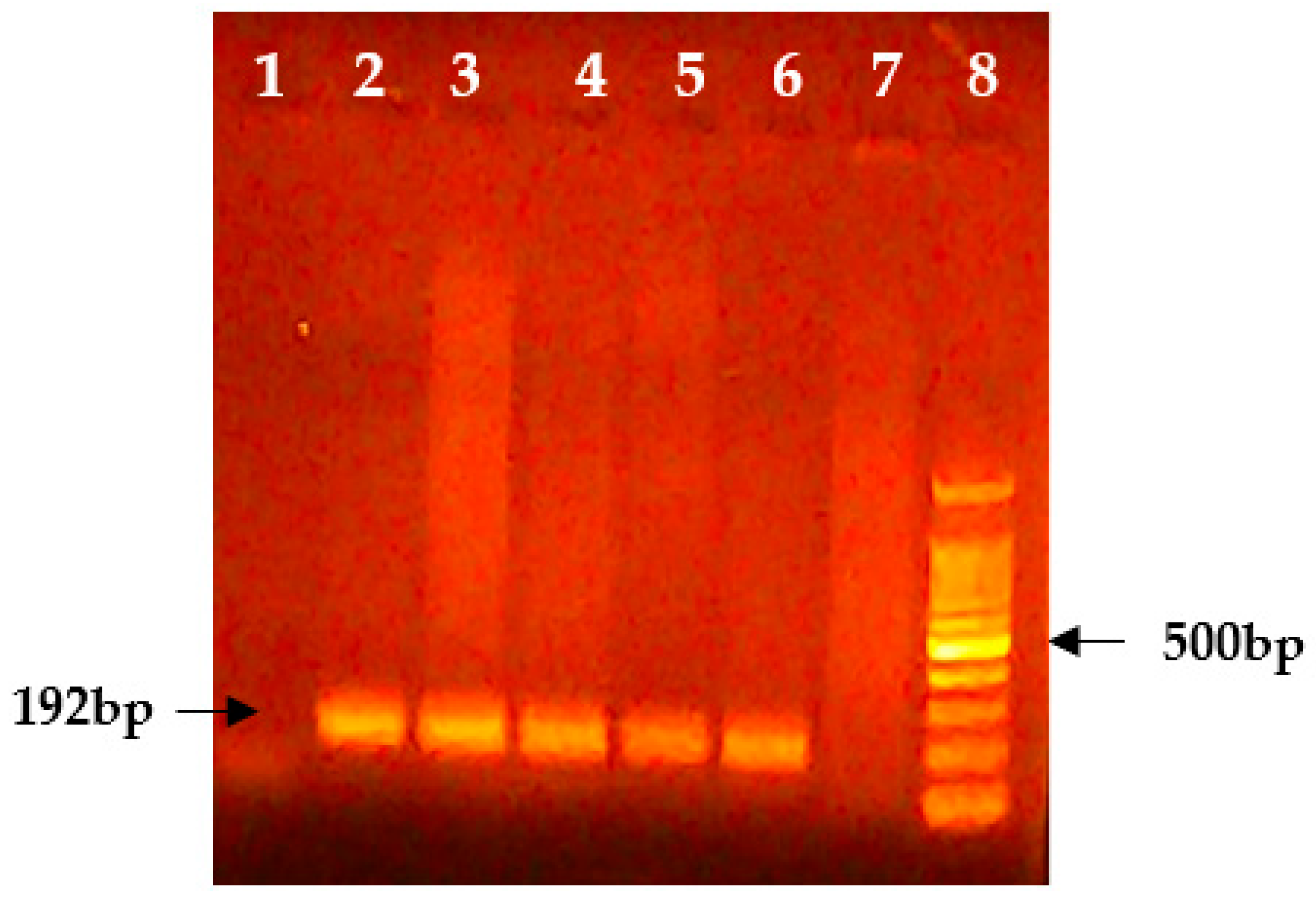 Viruses 17 00293 g001