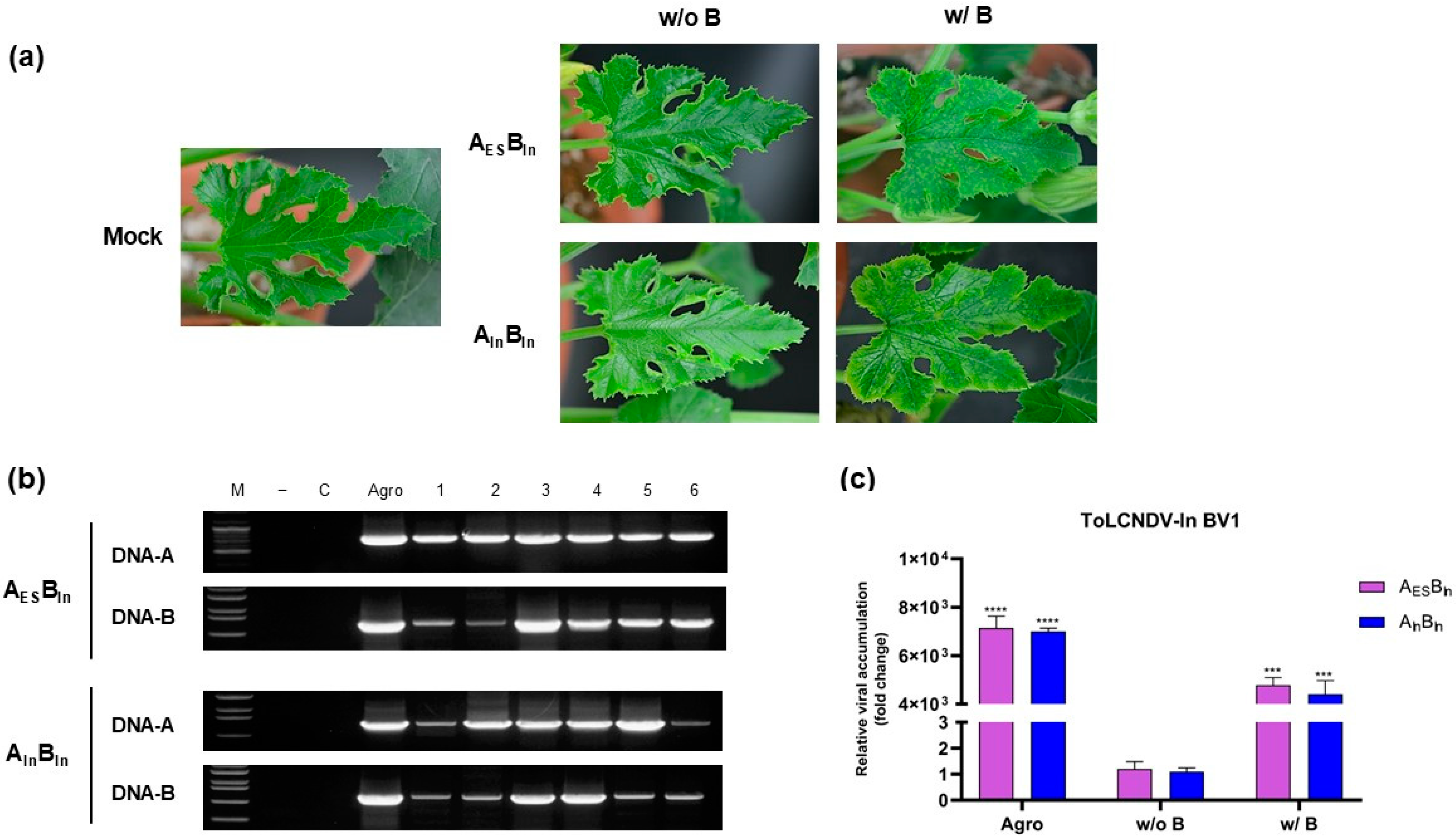 Viruses 17 00294 g004