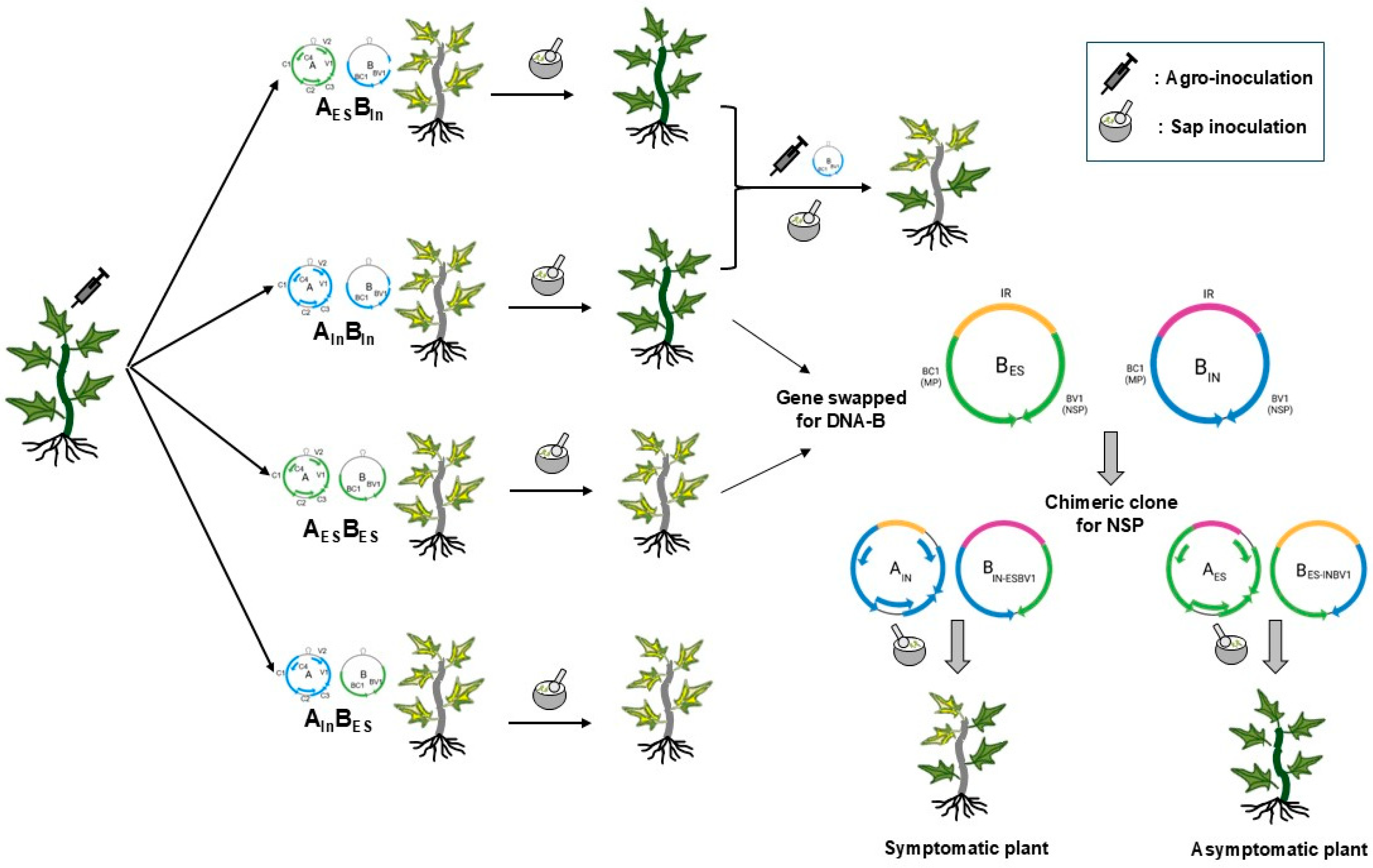 Viruses 17 00294 g007