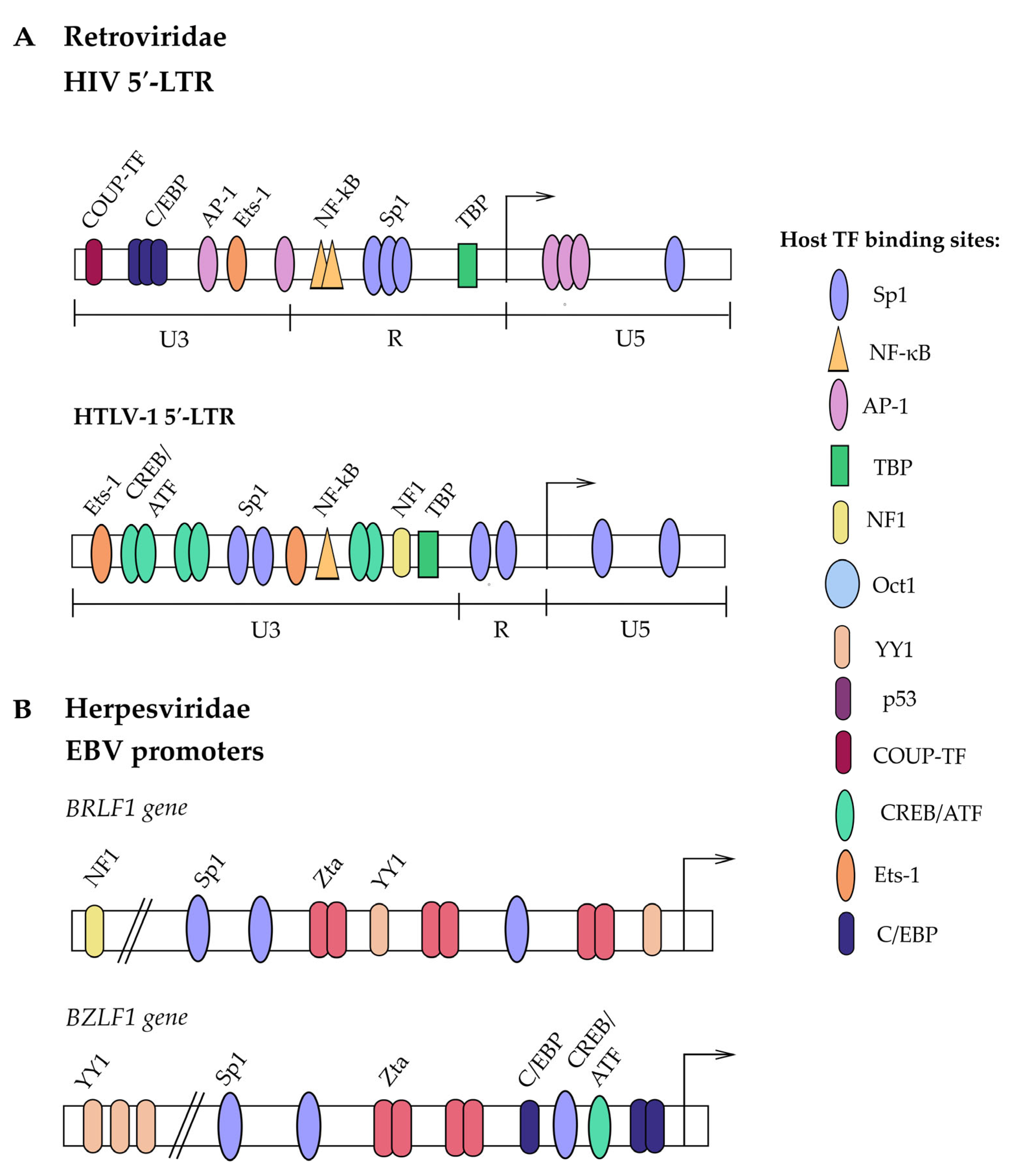 Viruses 17 00295 g003 Viruses 17 00295 g003