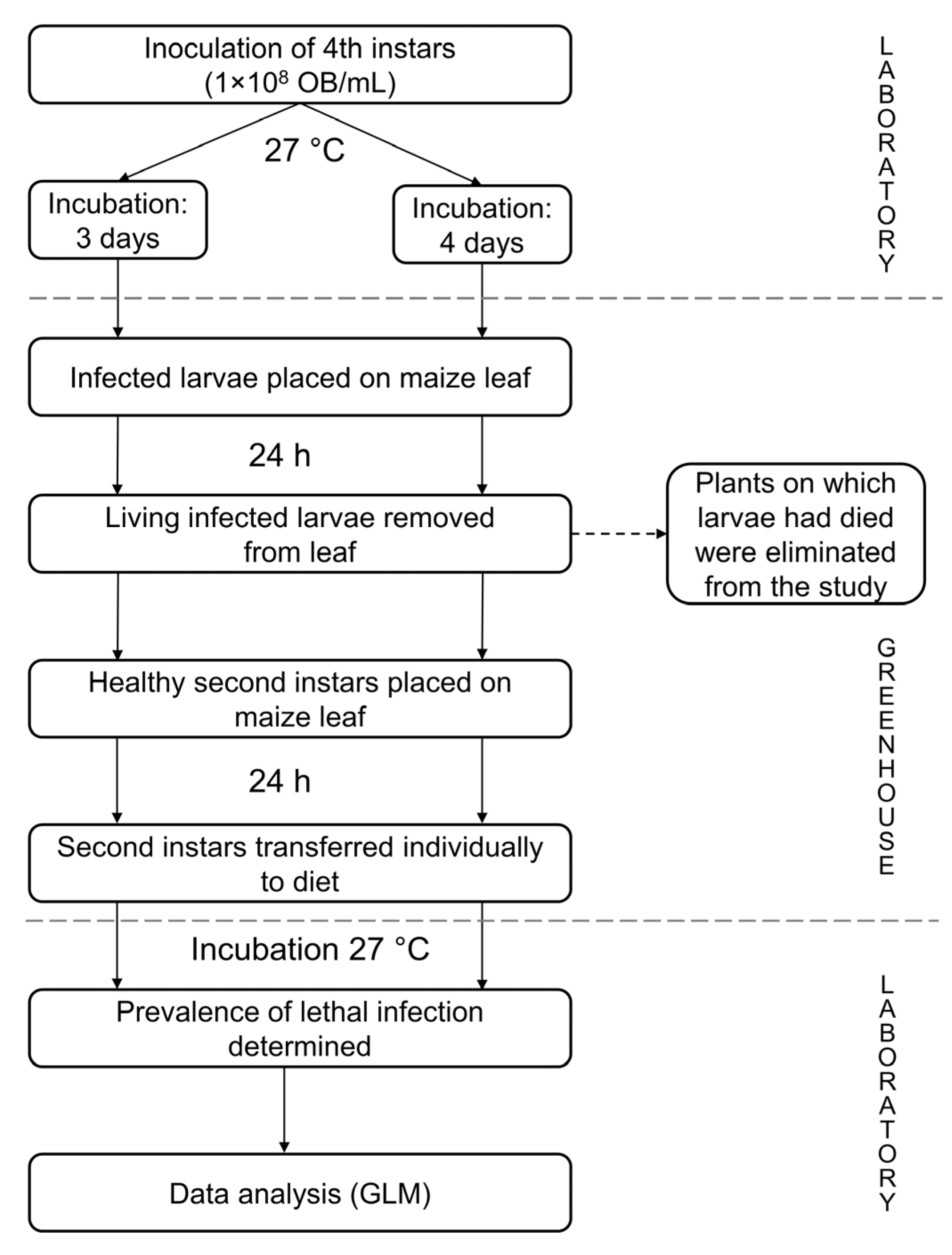 Viruses 17 00298 g001