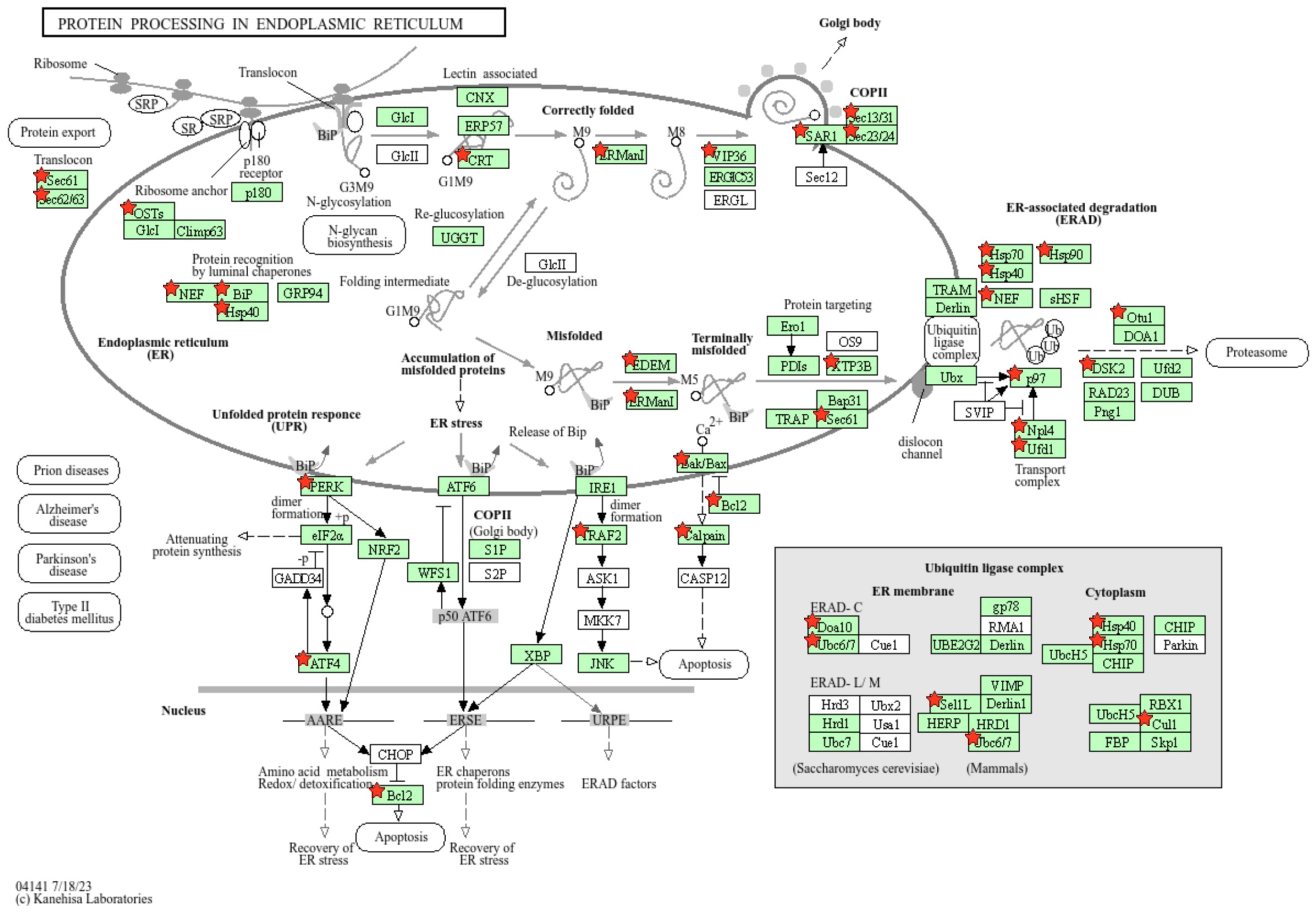 Viruses 17 00299 g005