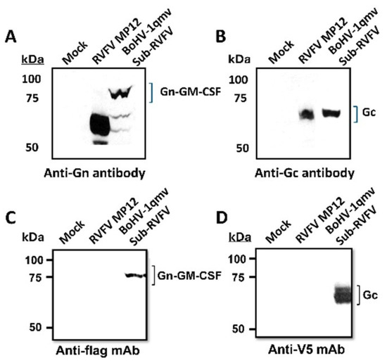 Buff Rvvz A Novel BoHV-1-Vectored Subunit RVFV Vaccine Induces a Robust Humoral ...