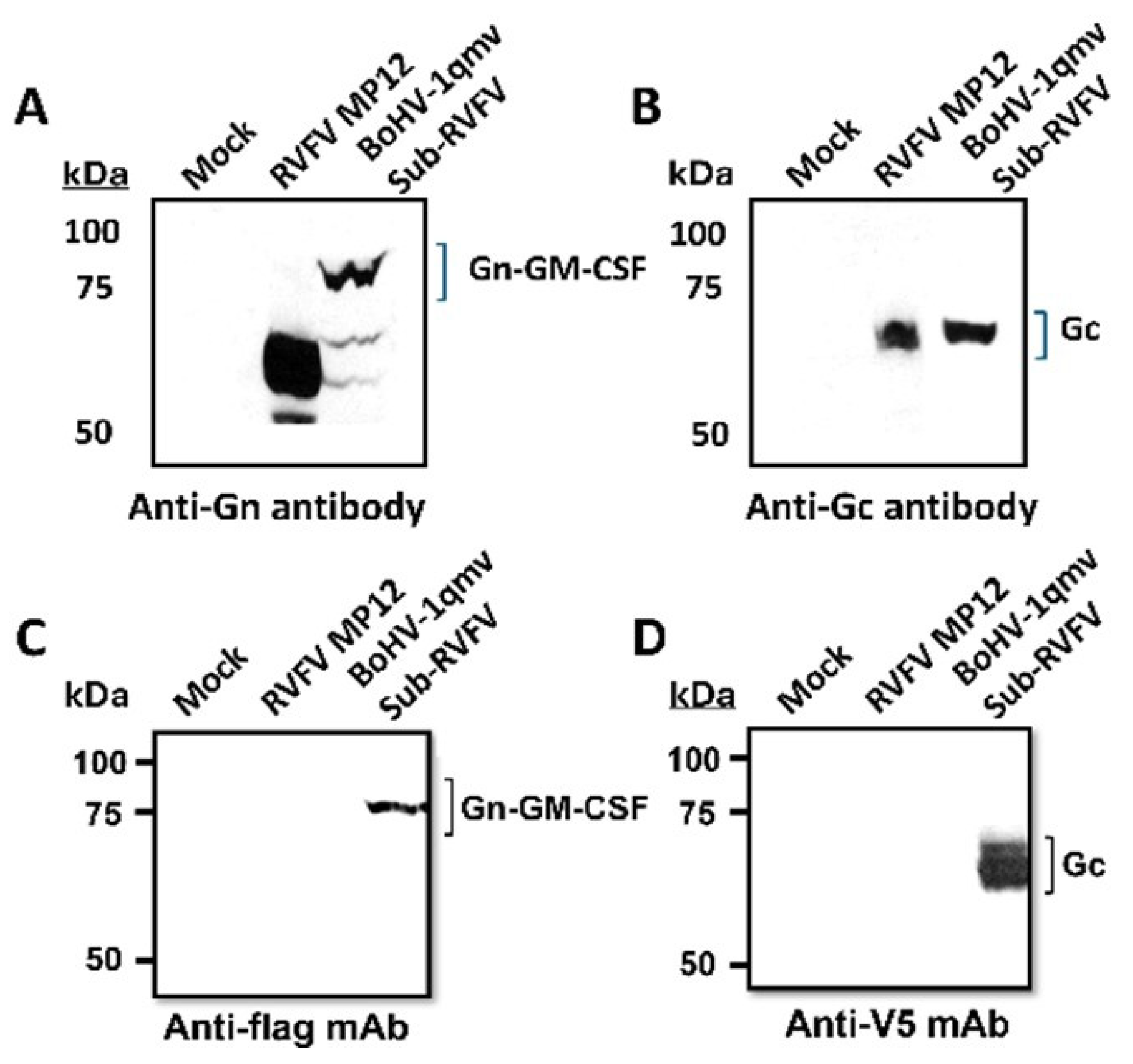 Viruses 17 00304 g003