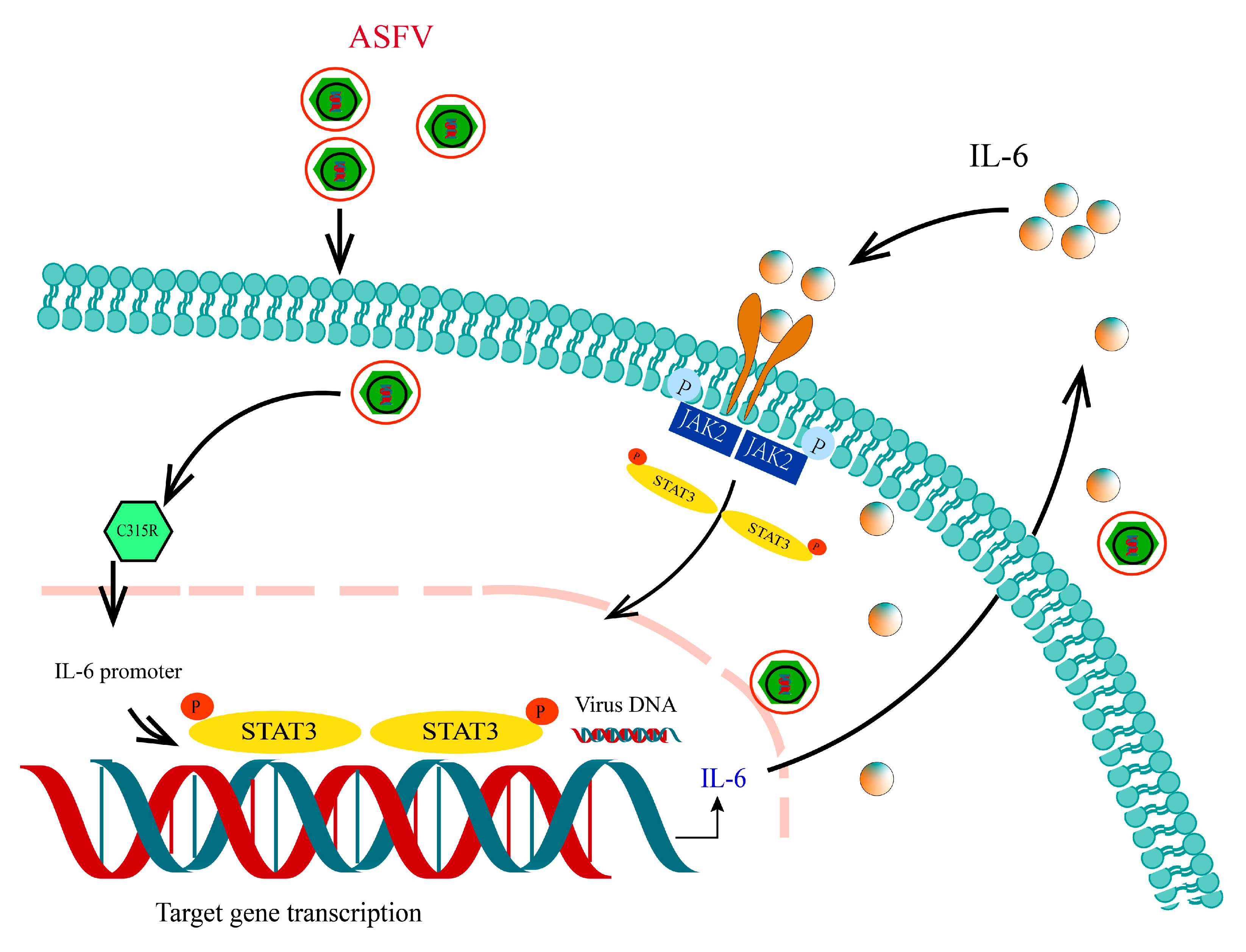 Viruses 17 00309 g008