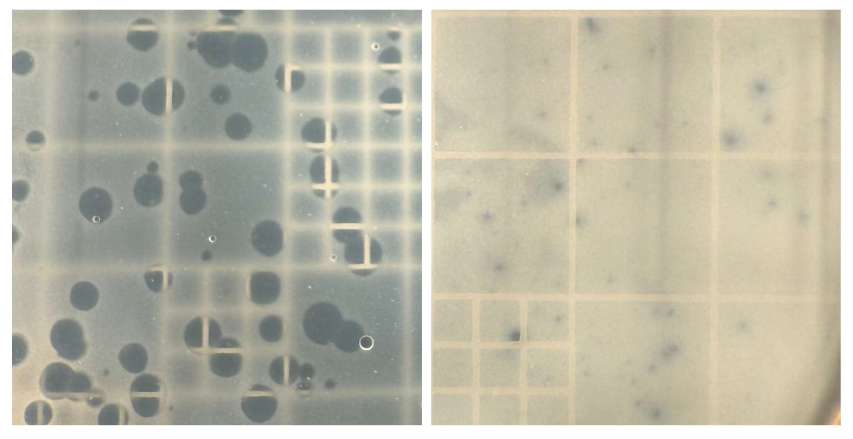 Viruses 17 00311 g001