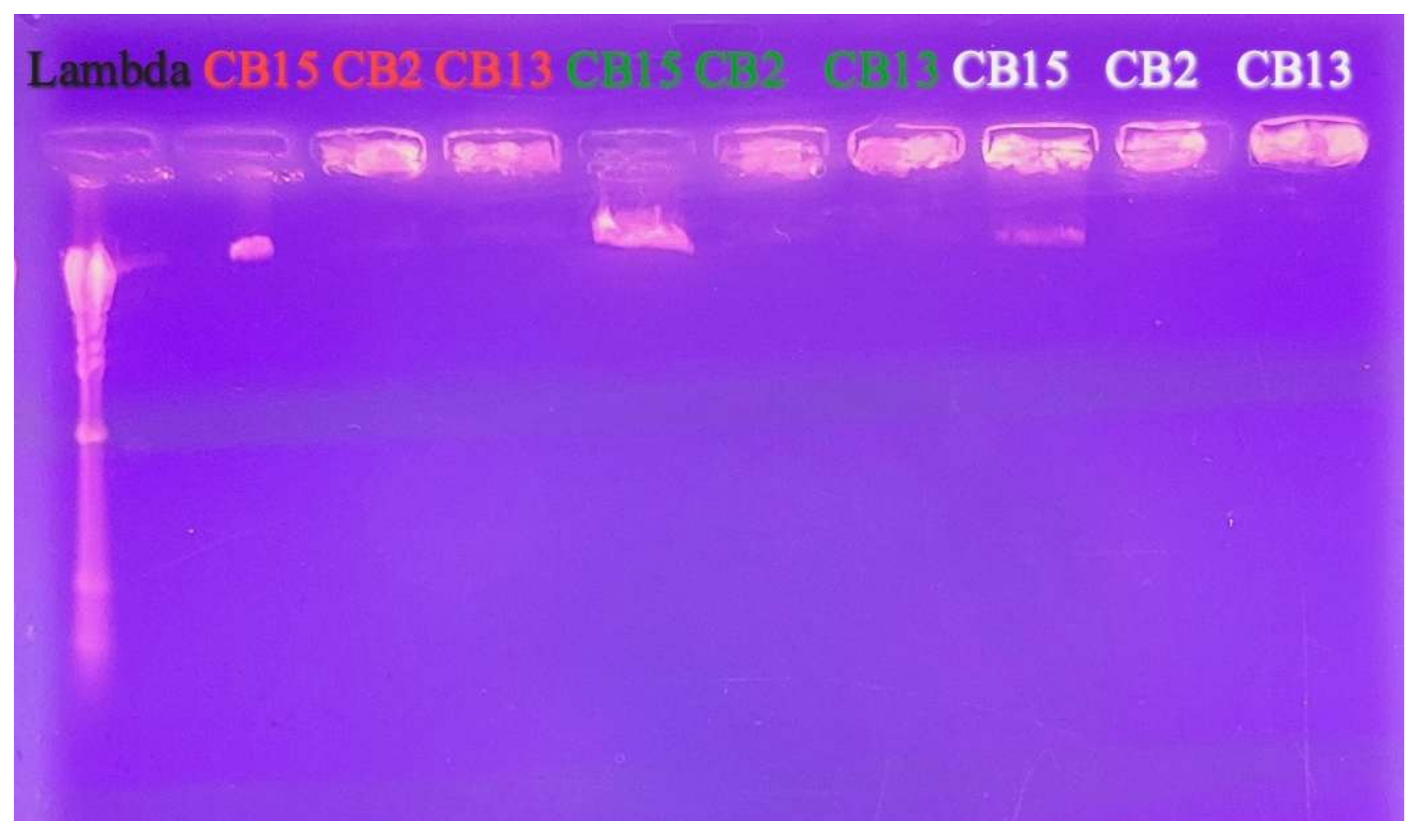 Viruses 17 00311 g002