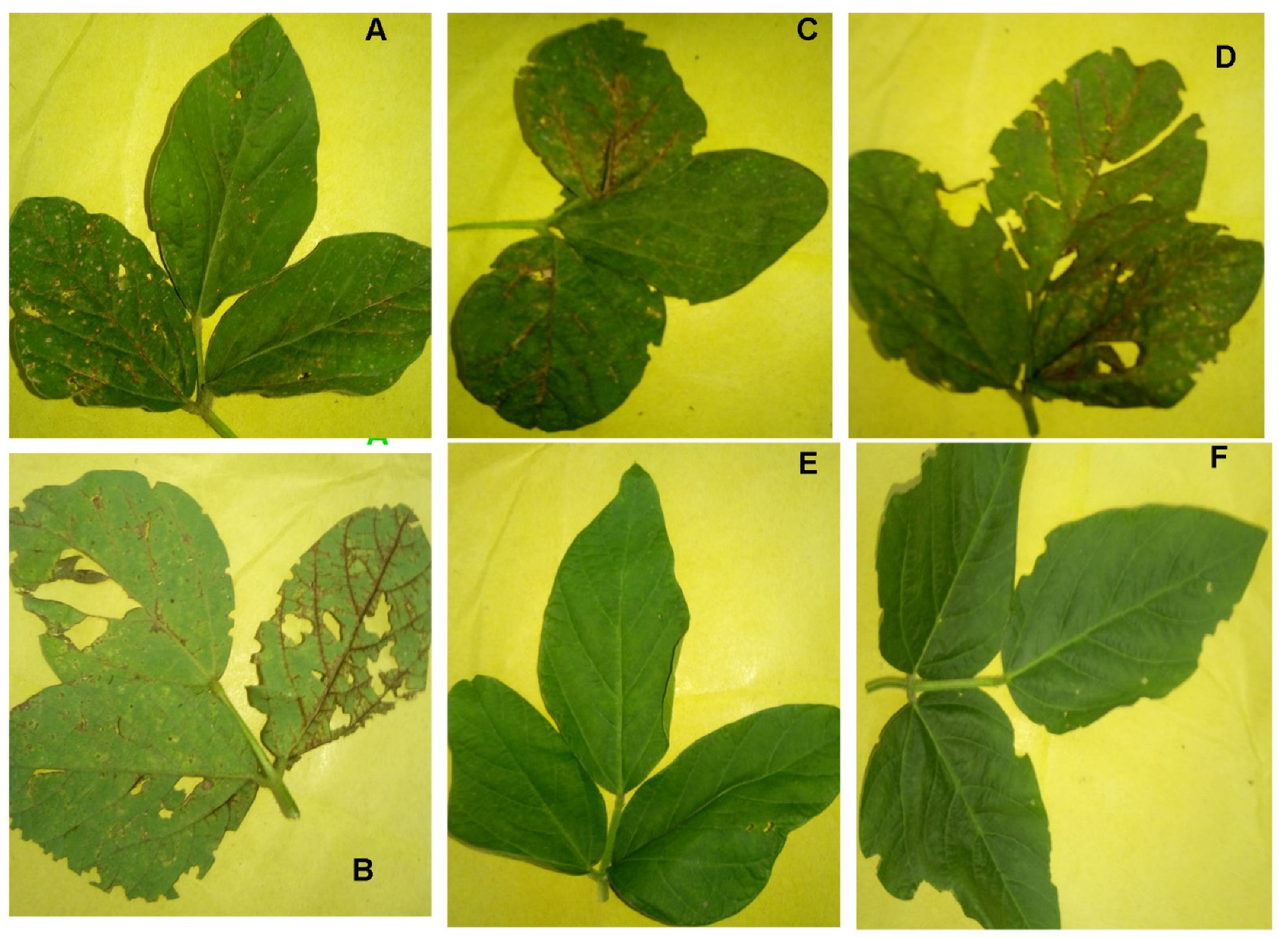 Viruses 17 00315 g002