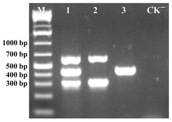 Development and Application of a Multiplex PCR Assay for Simultaneous ...