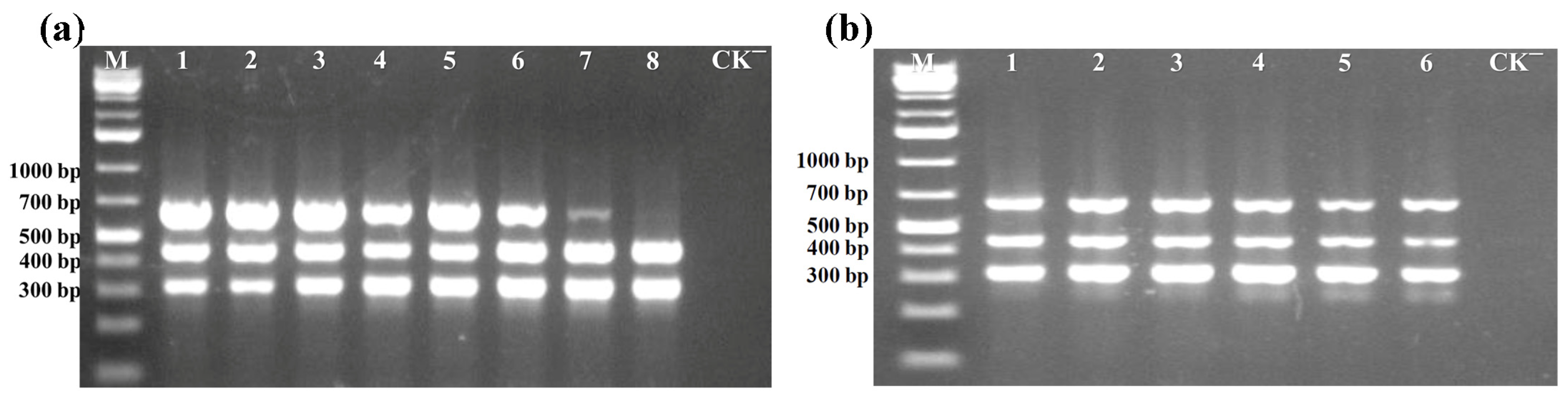Viruses 17 00322 g002