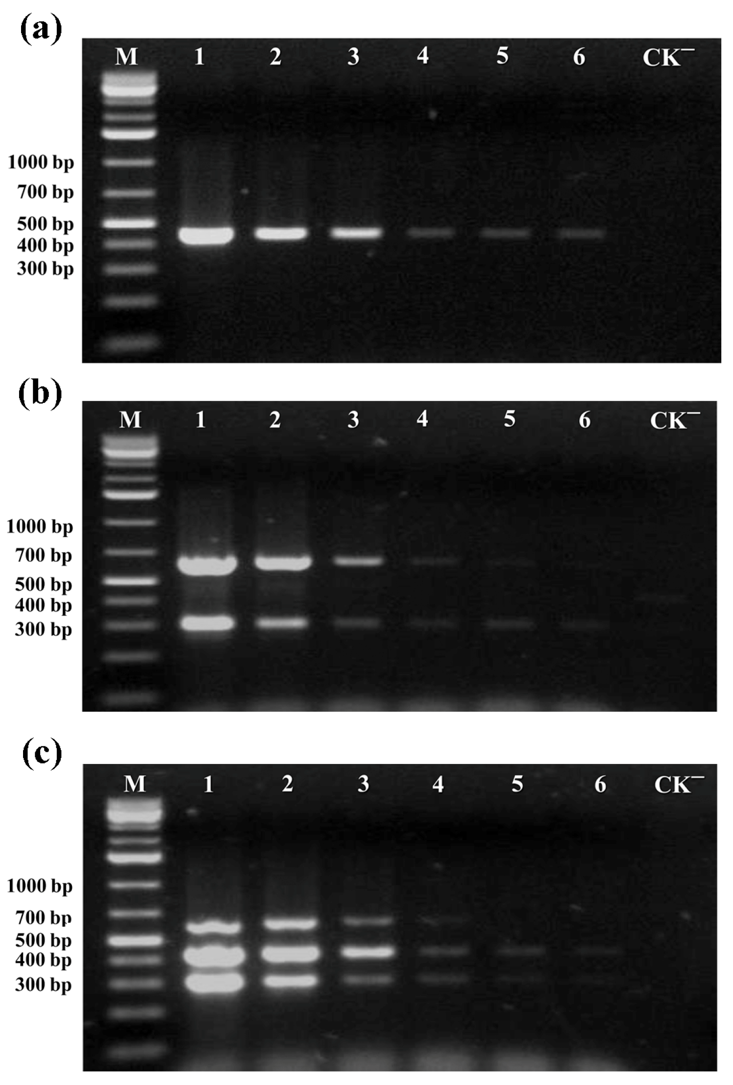 Viruses 17 00322 g003