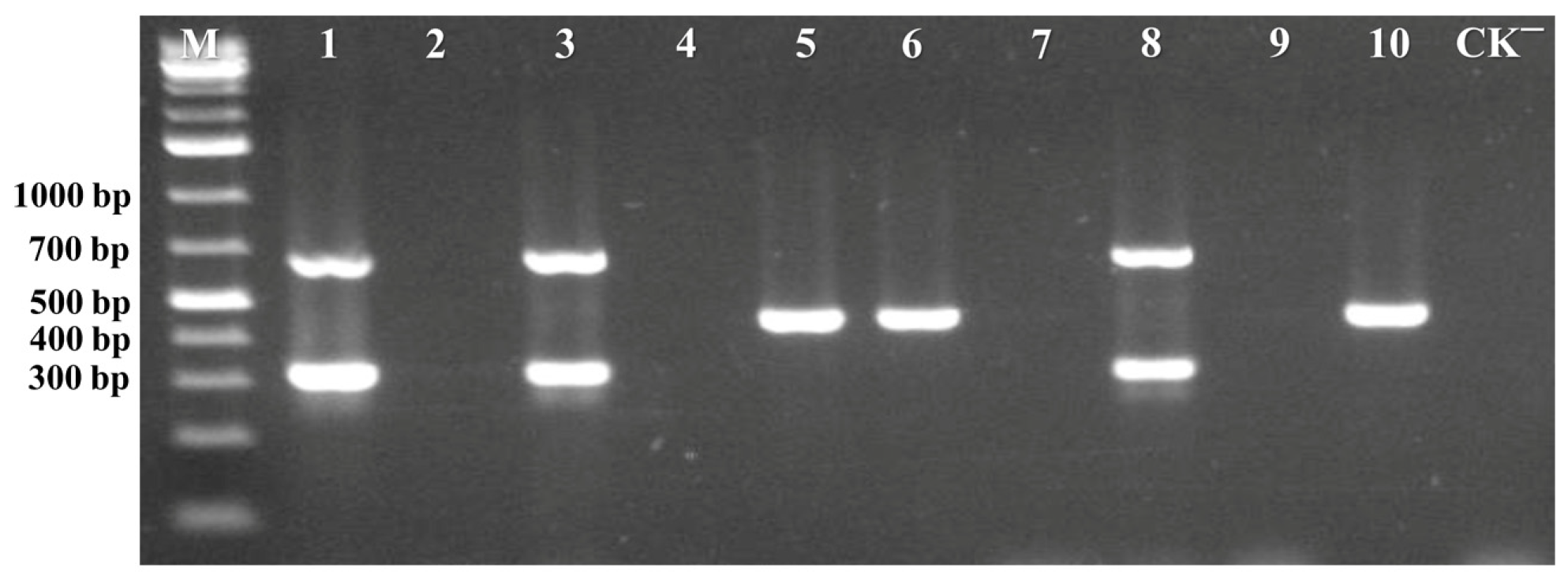 Viruses 17 00322 g005