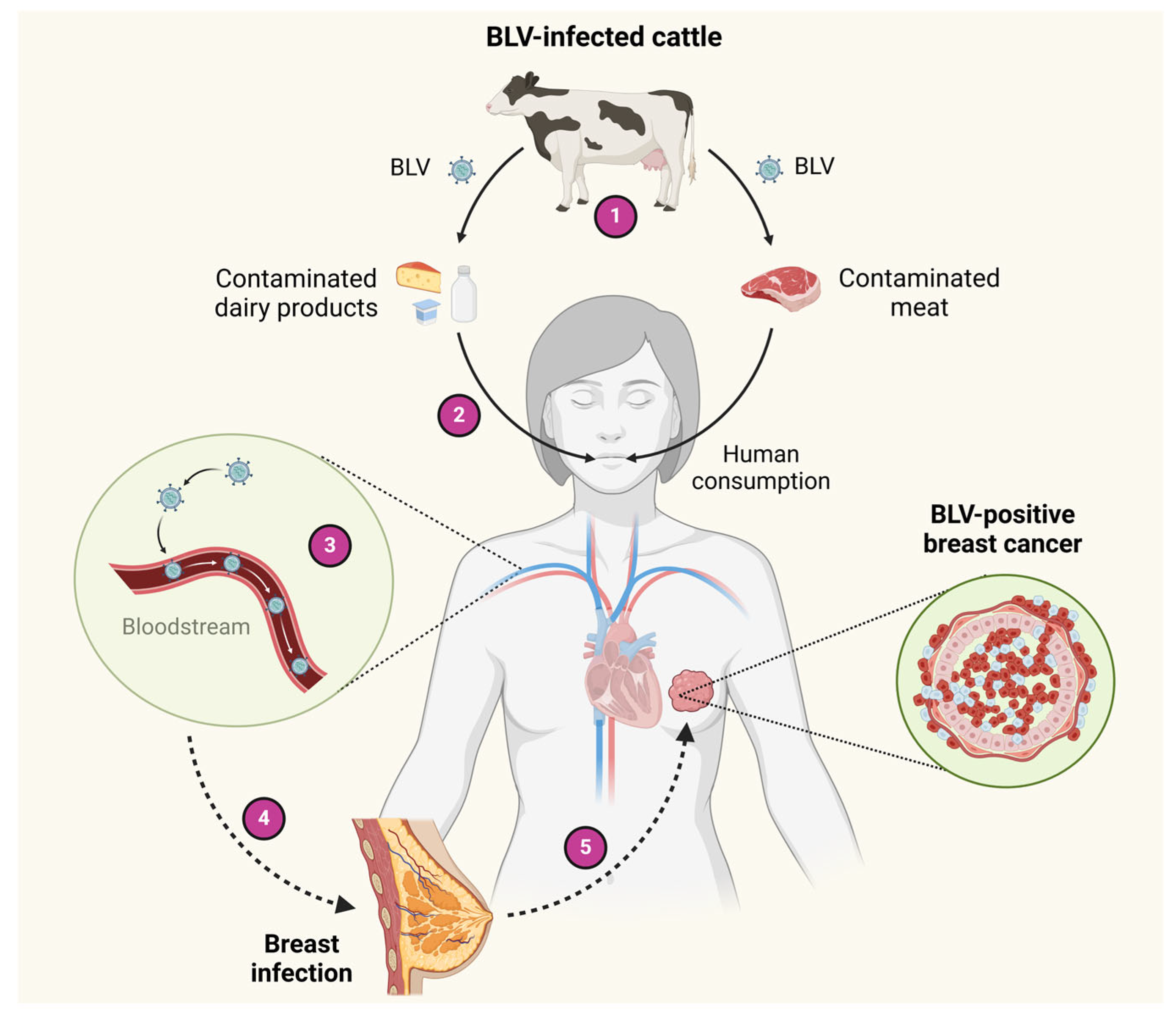 Viruses 17 00324 g002 Viruses 17 00324 g002