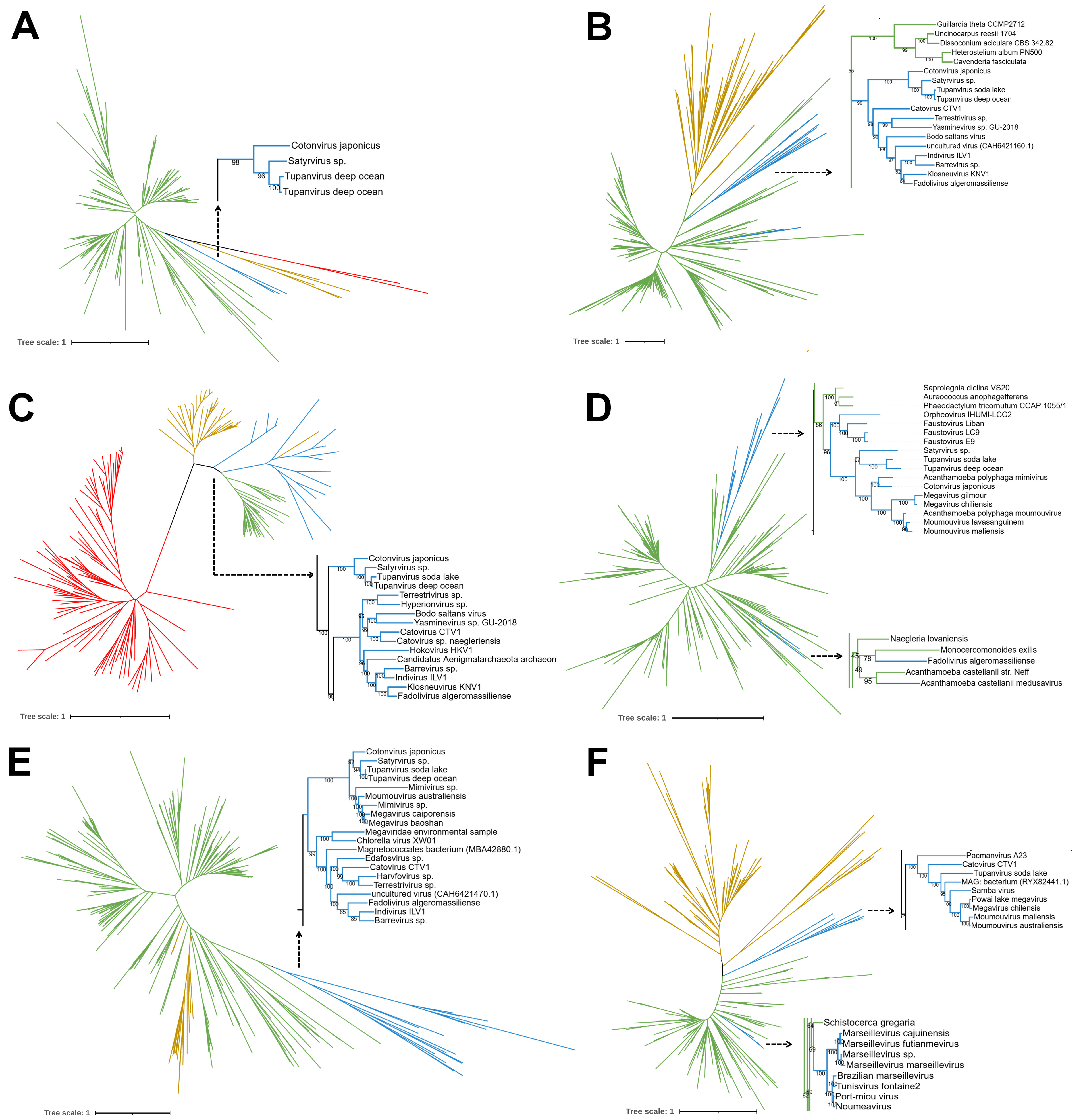 Viruses 17 00328 g007 Viruses 17 00328 g007