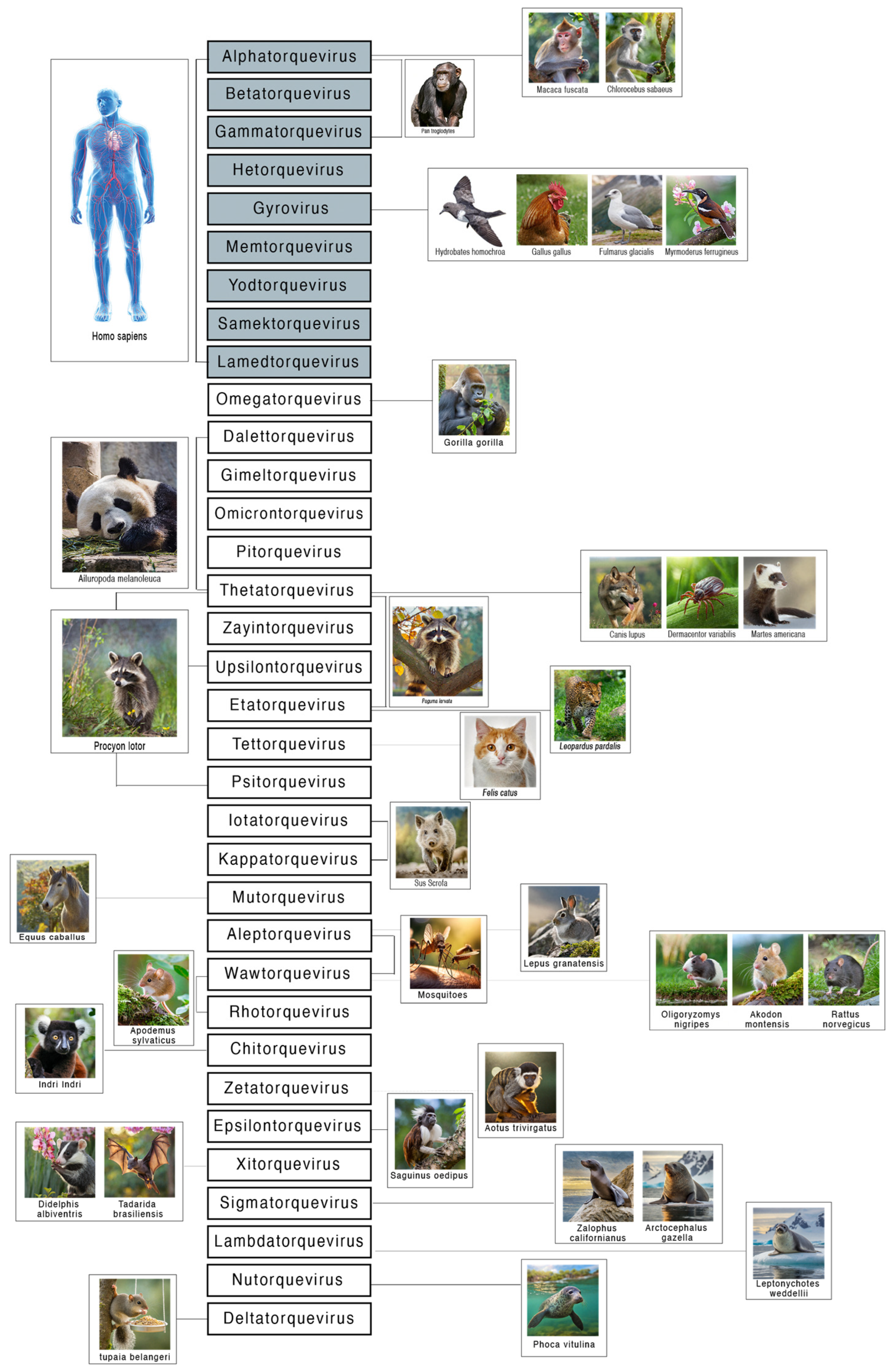 Viruses 17 00334 g002 Viruses 17 00334 g002