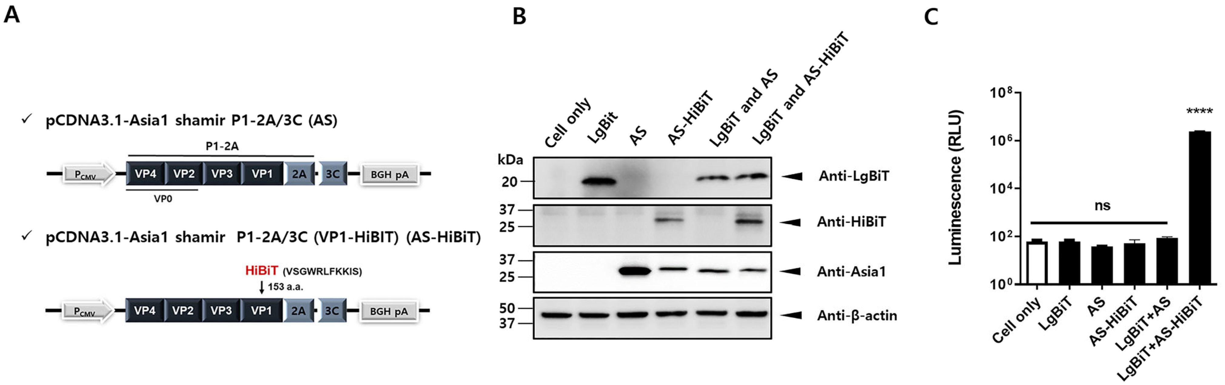 Viruses 17 00337 g001