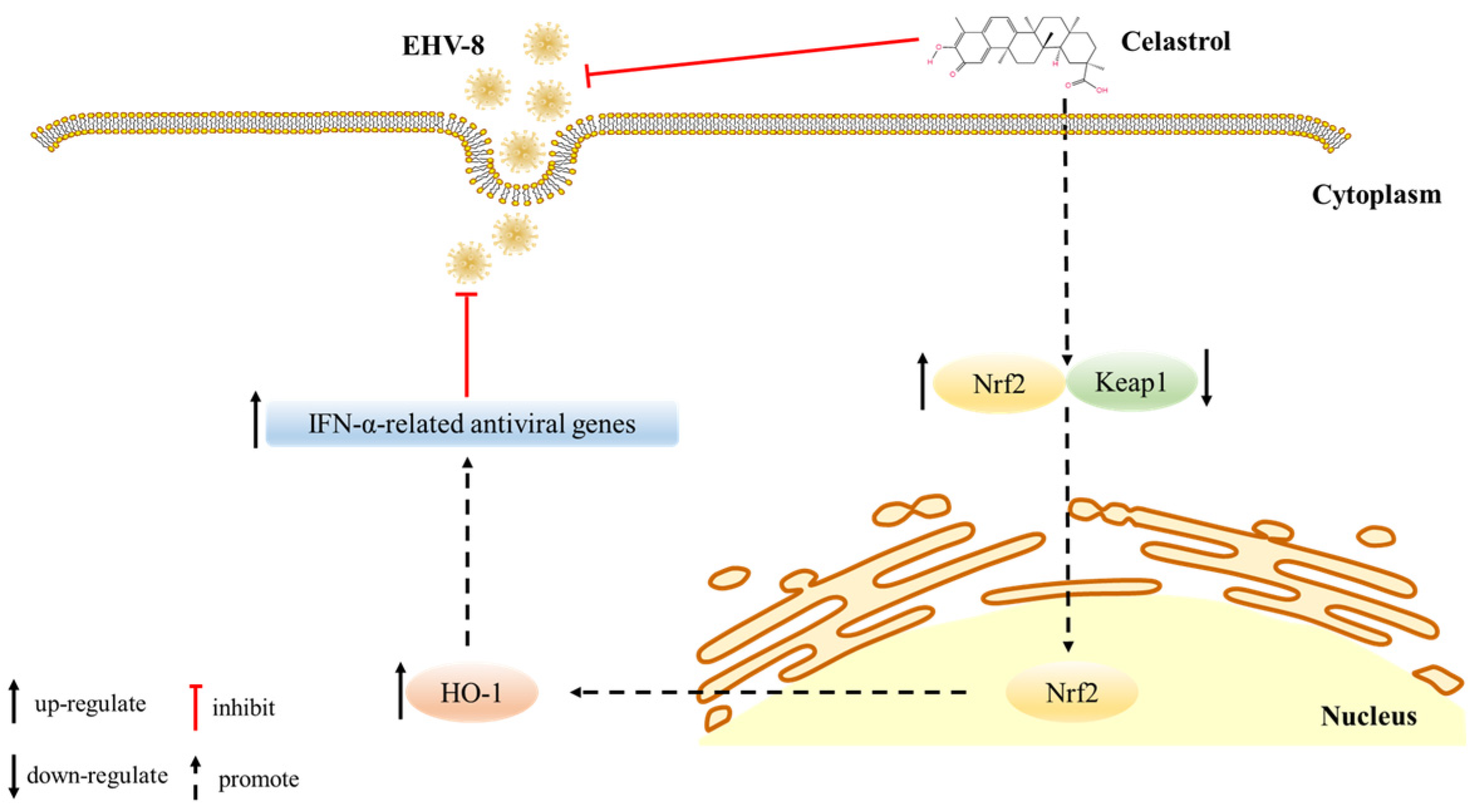 Viruses 17 00347 g007