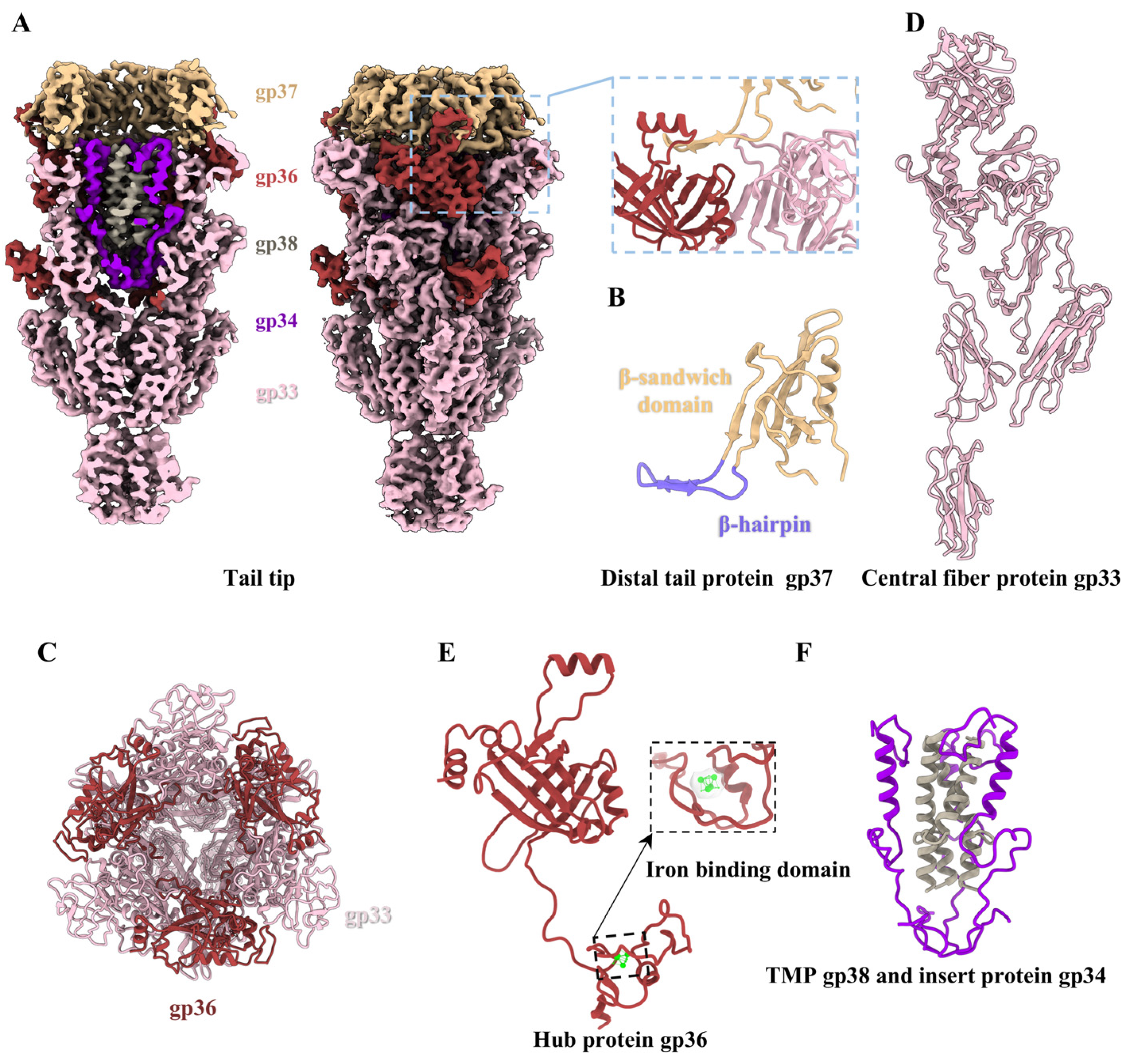 Viruses 17 00351 g005