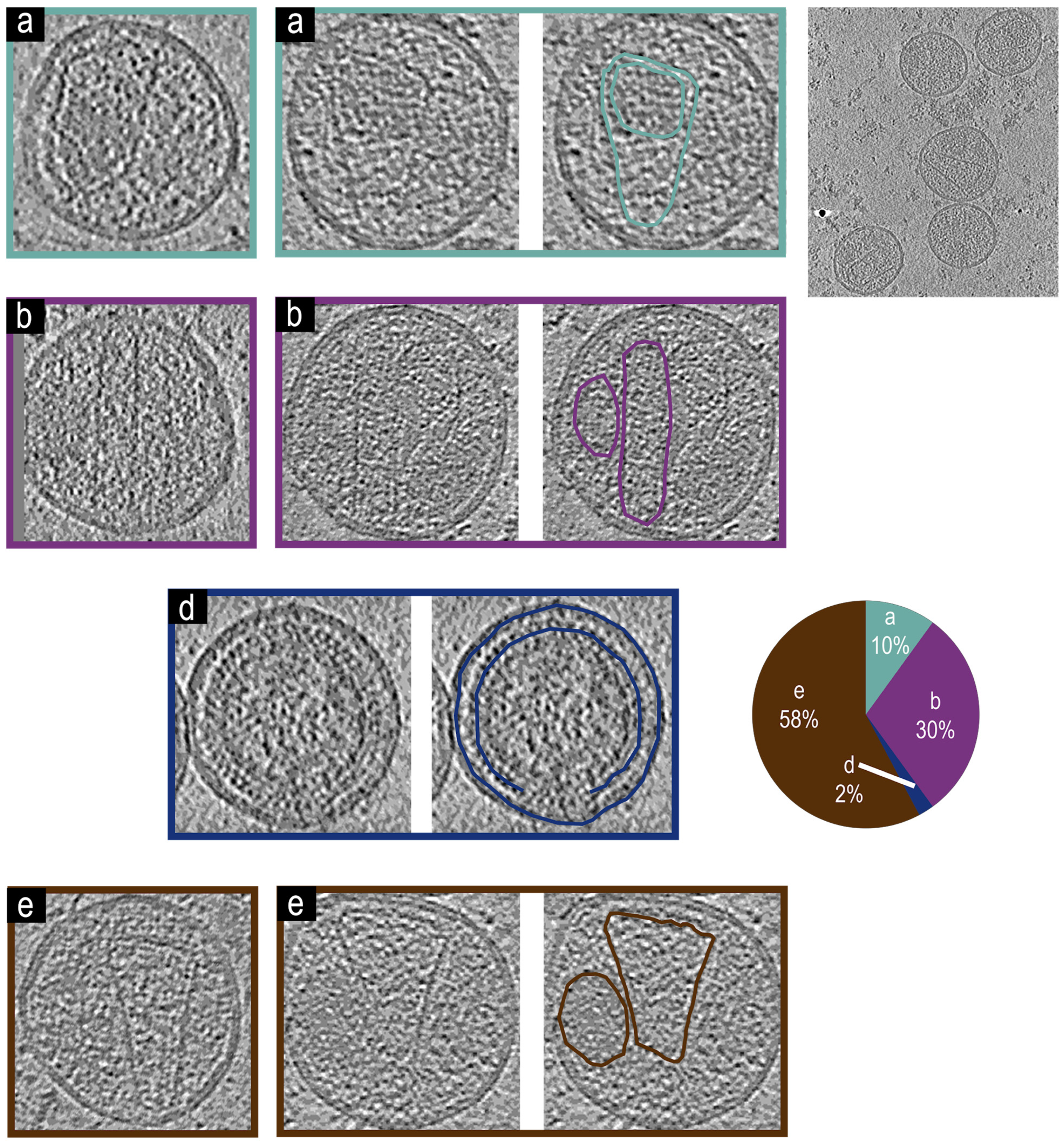Viruses 17 00364 g006